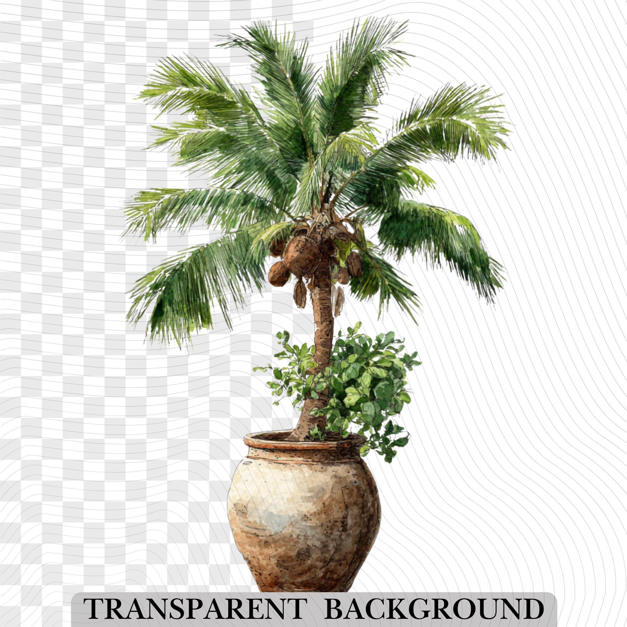 30 Coconut Tree Clipart Bundle: Watercolor Tropical Illustrations (PNG)