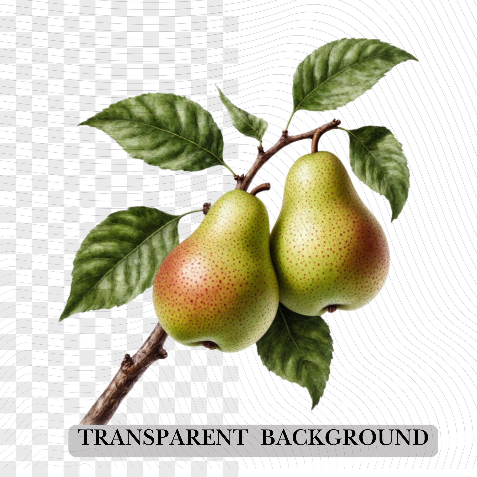 30 Watercolor Pear Tree Clipart Bundle: Transparent PNG (Digital Download)