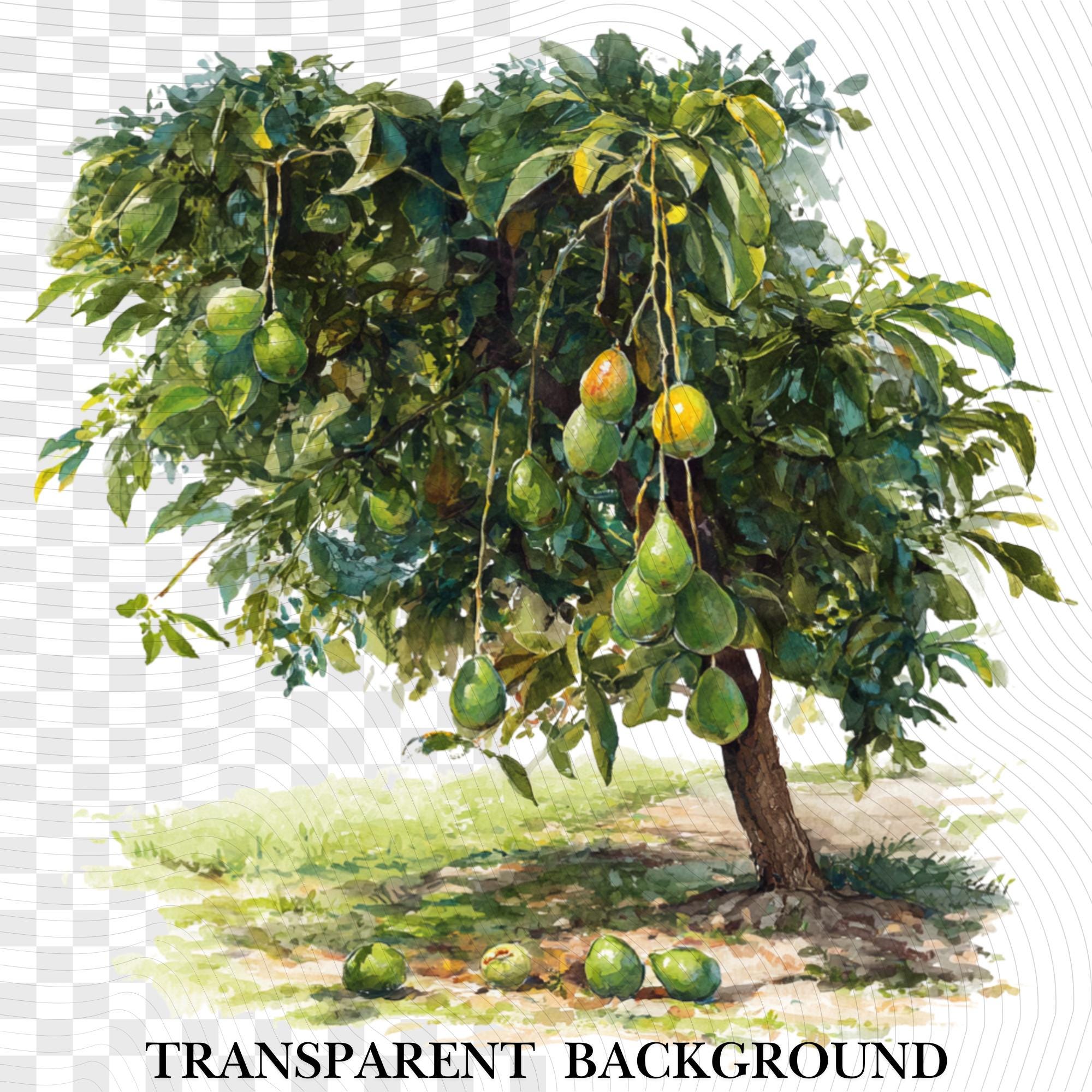 30 Avocado Tree Clipart Bundle: Watercolor Fruit PNG Set (Digital Download)