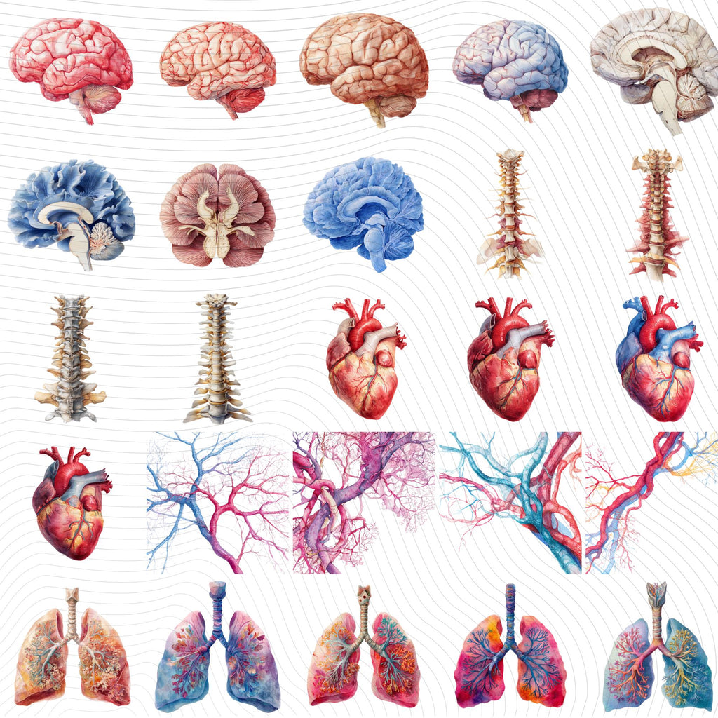 148+58 Human Organs Clipart| Anatomy Clipart PNG (Digital Download)