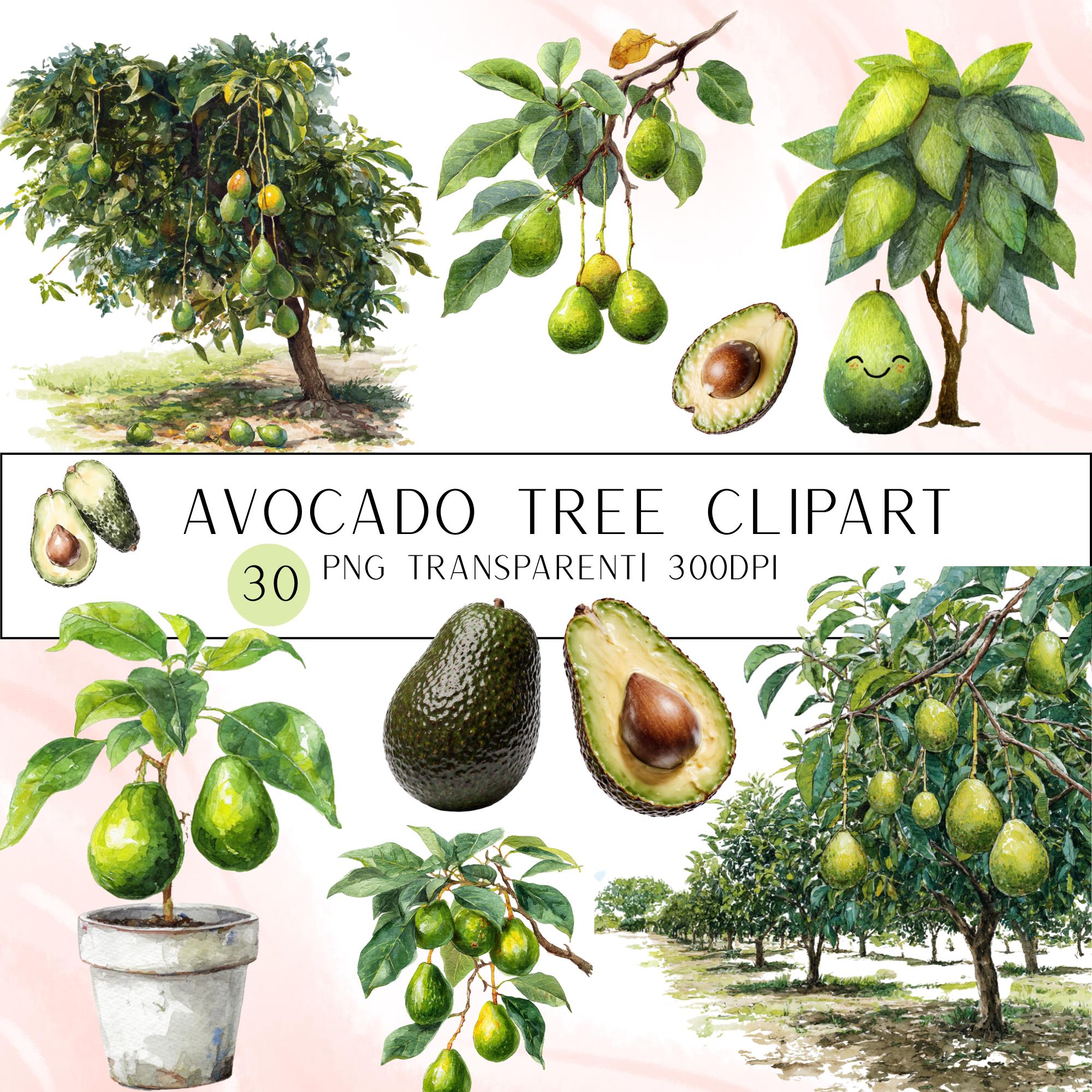 30 Avocado Tree Clipart Bundle: Watercolor Fruit PNG Set (Digital Download)