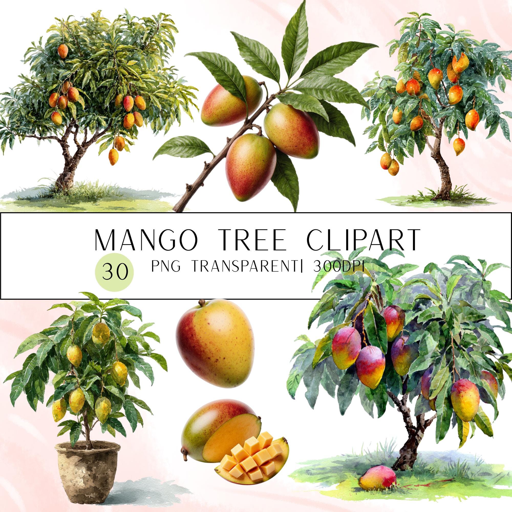 30 Mango Tree Clipart Bundle | Tropical Citrus Tree Transparent PNG