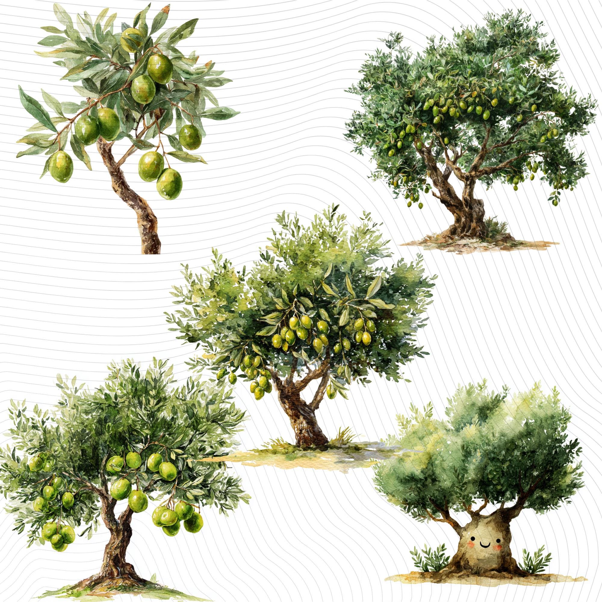 28 Olive Tree Clipart Bundle | Tropical Citrus Tree Transparent PNG