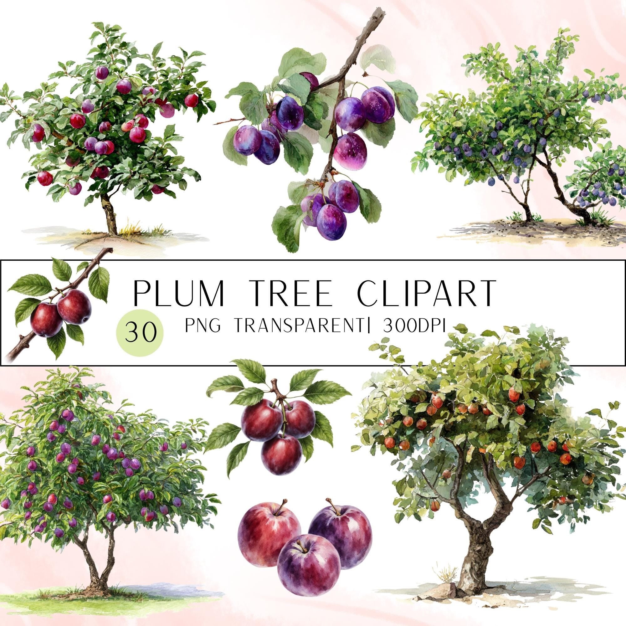 30 Watercolor Plum Clipart Bundle: Fruit Tree PNG Images (Digital Download)