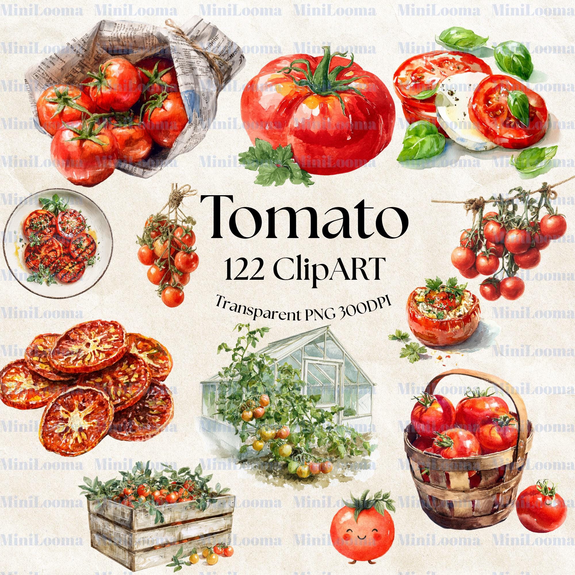 122 Watercolor Tomato Clipart Bundle: Kitchen Art, Recipe Illustration (Transparent PNG)