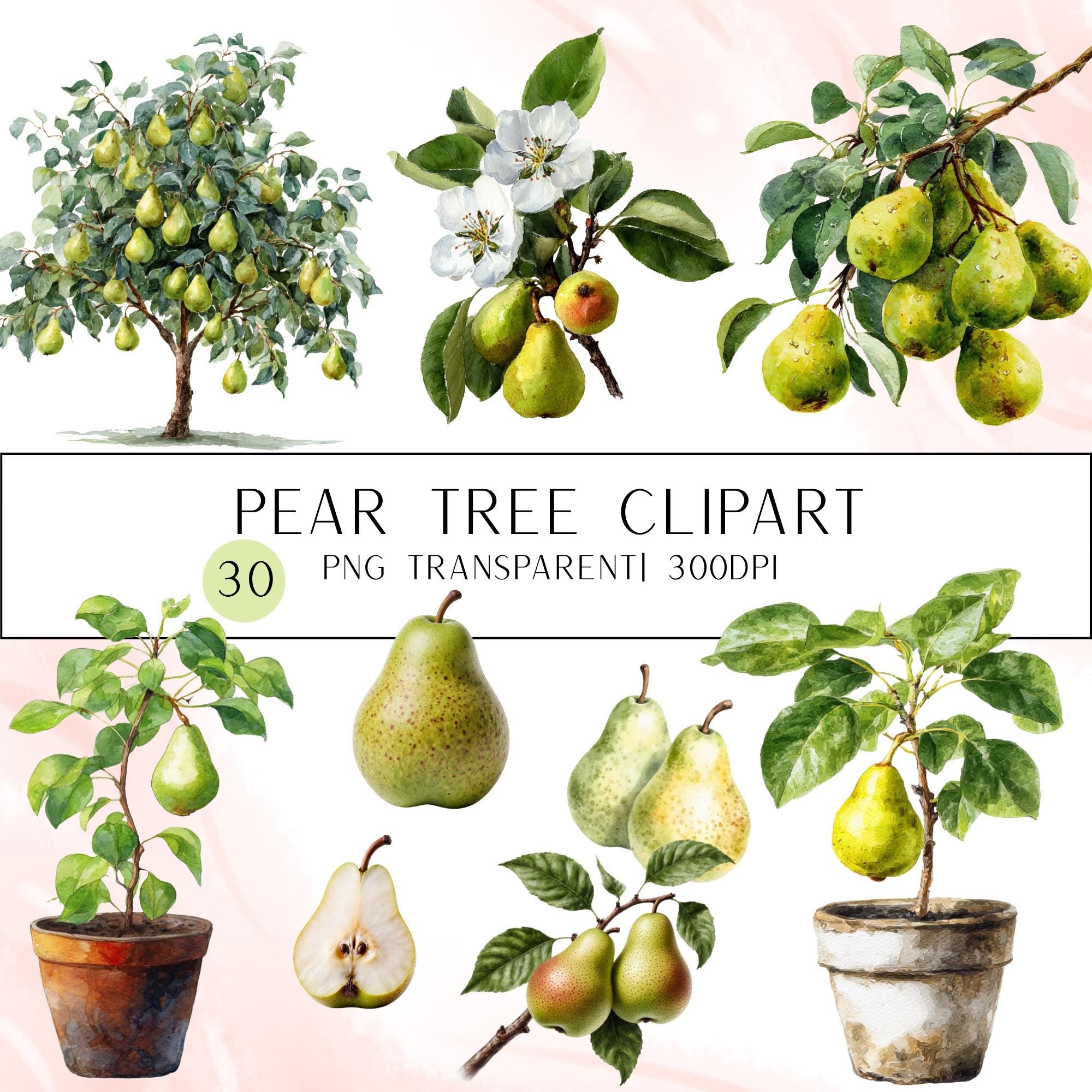 30 Watercolor Pear Tree Clipart Bundle: Transparent PNG (Digital Download)