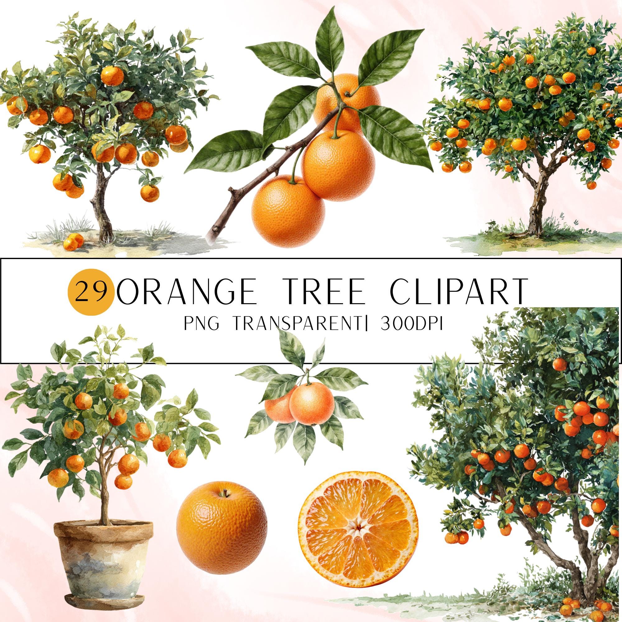 29 Orange Tree Clipart Bundle | Citrus Fruit Tree Transparent PNG