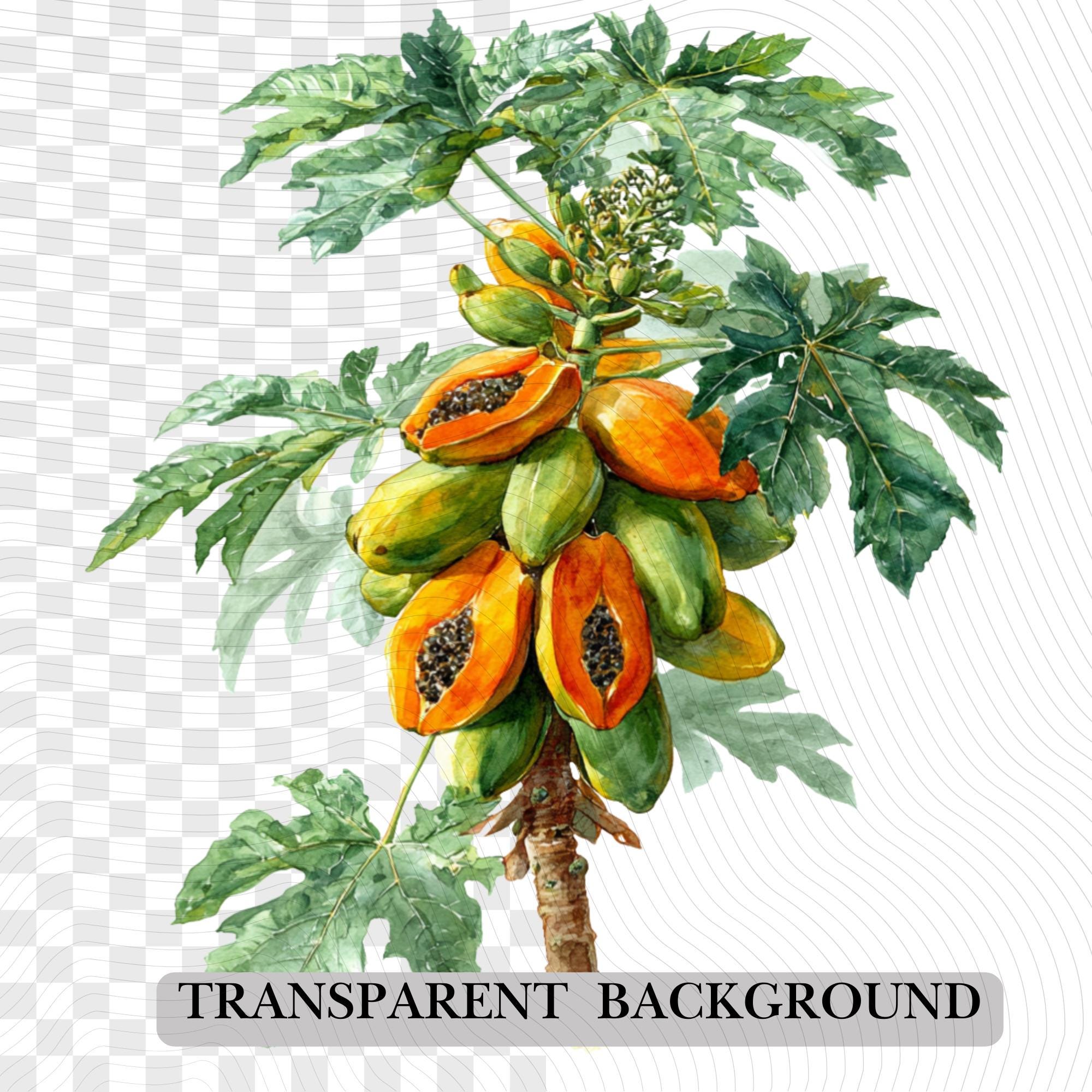 27 Papaya Tree Clipart Bundle | Watercolor Tropical Fruit Tree Transparent PNG