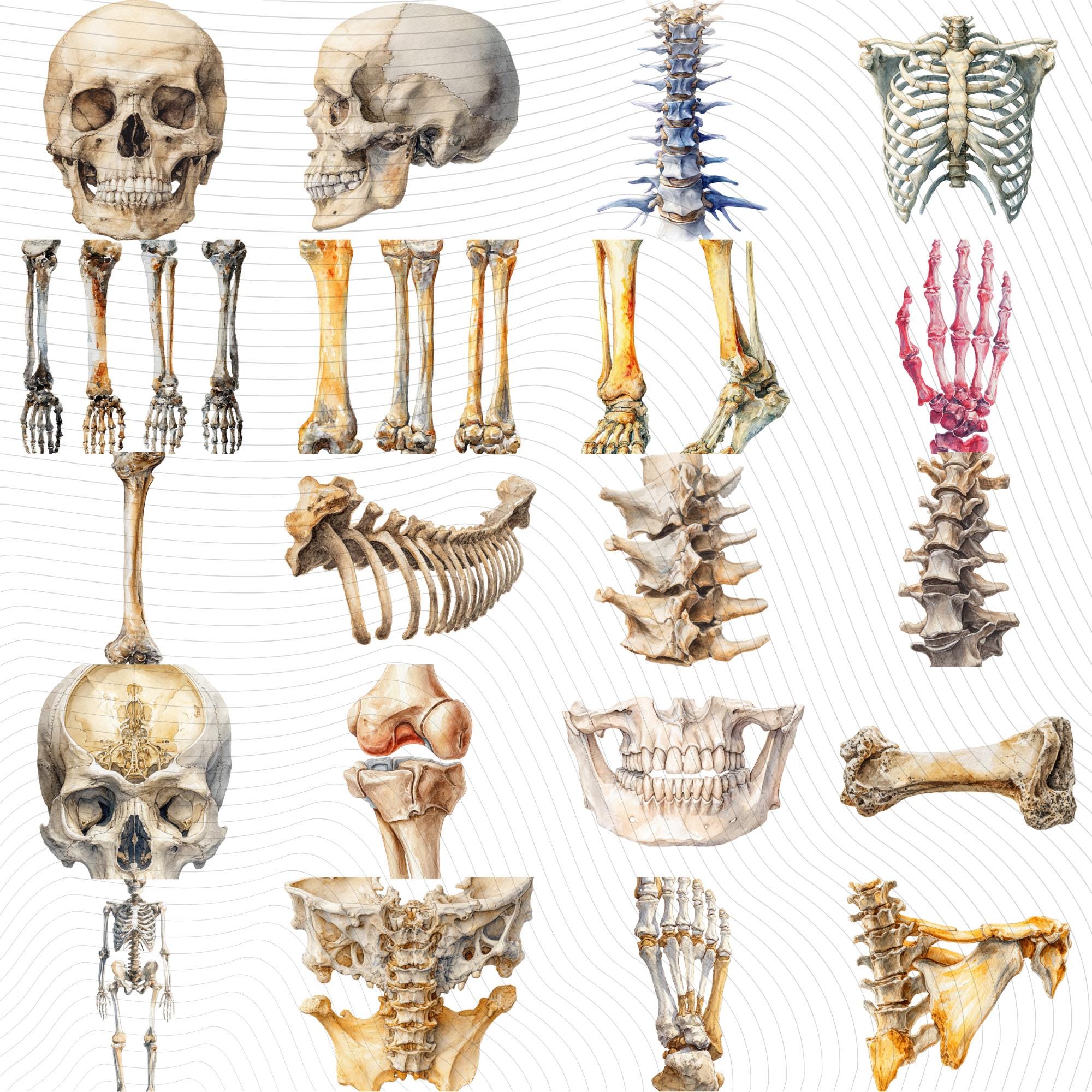 20  Human Bones Clipart| PNG Transparent Background