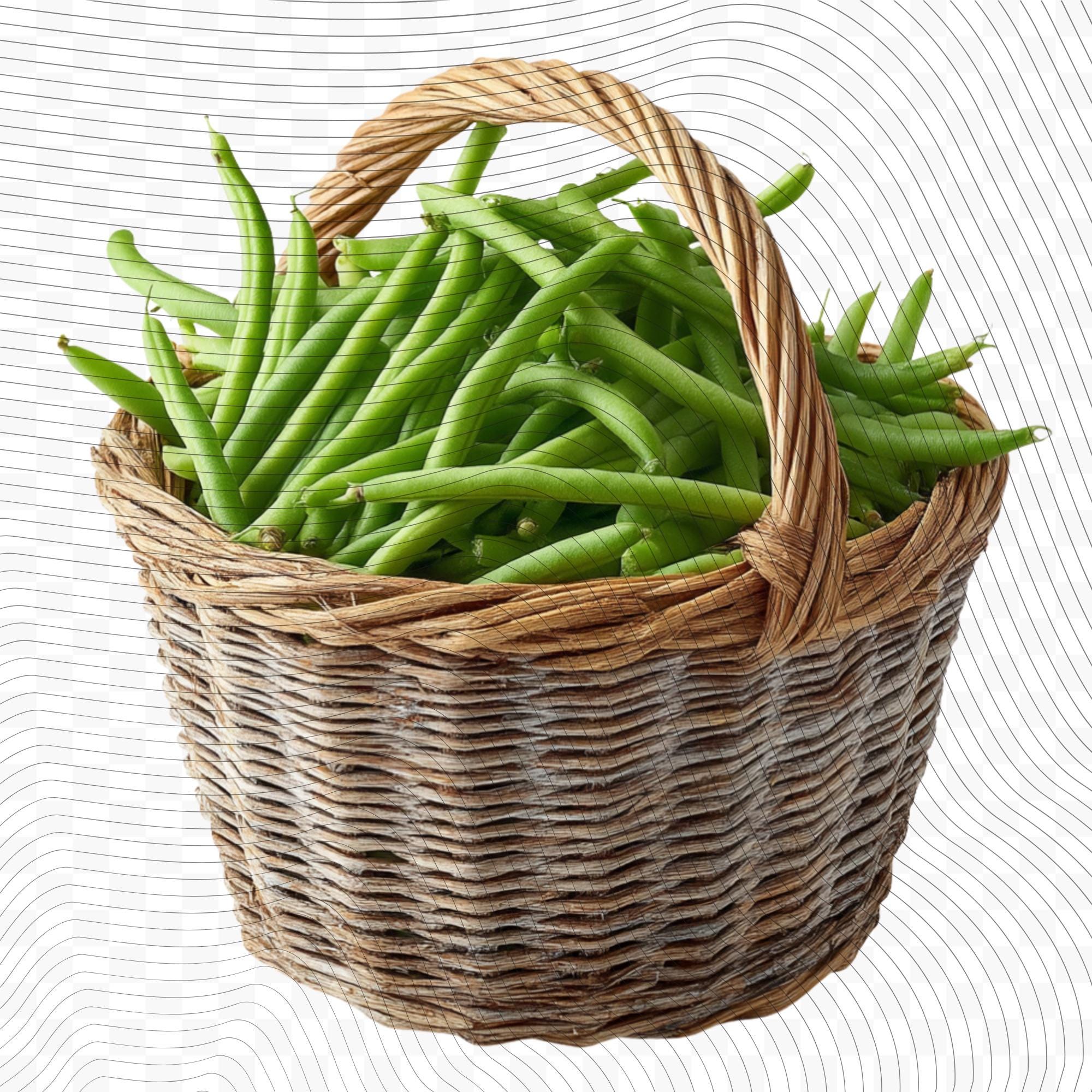 18 Realistic Green Beans Clipart Bundle| PNG Transparent Background