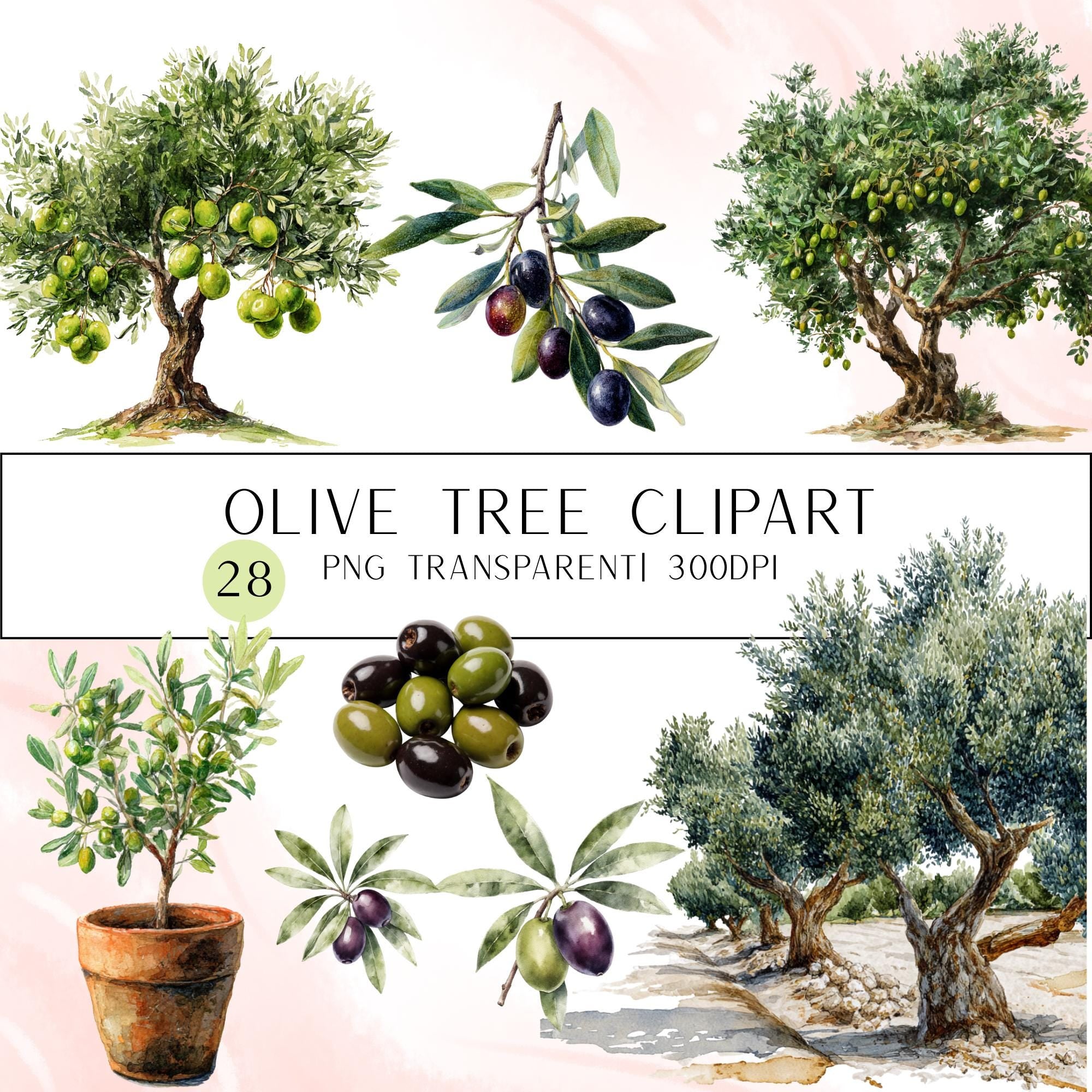 28 Olive Tree Clipart Bundle | Tropical Citrus Tree Transparent PNG