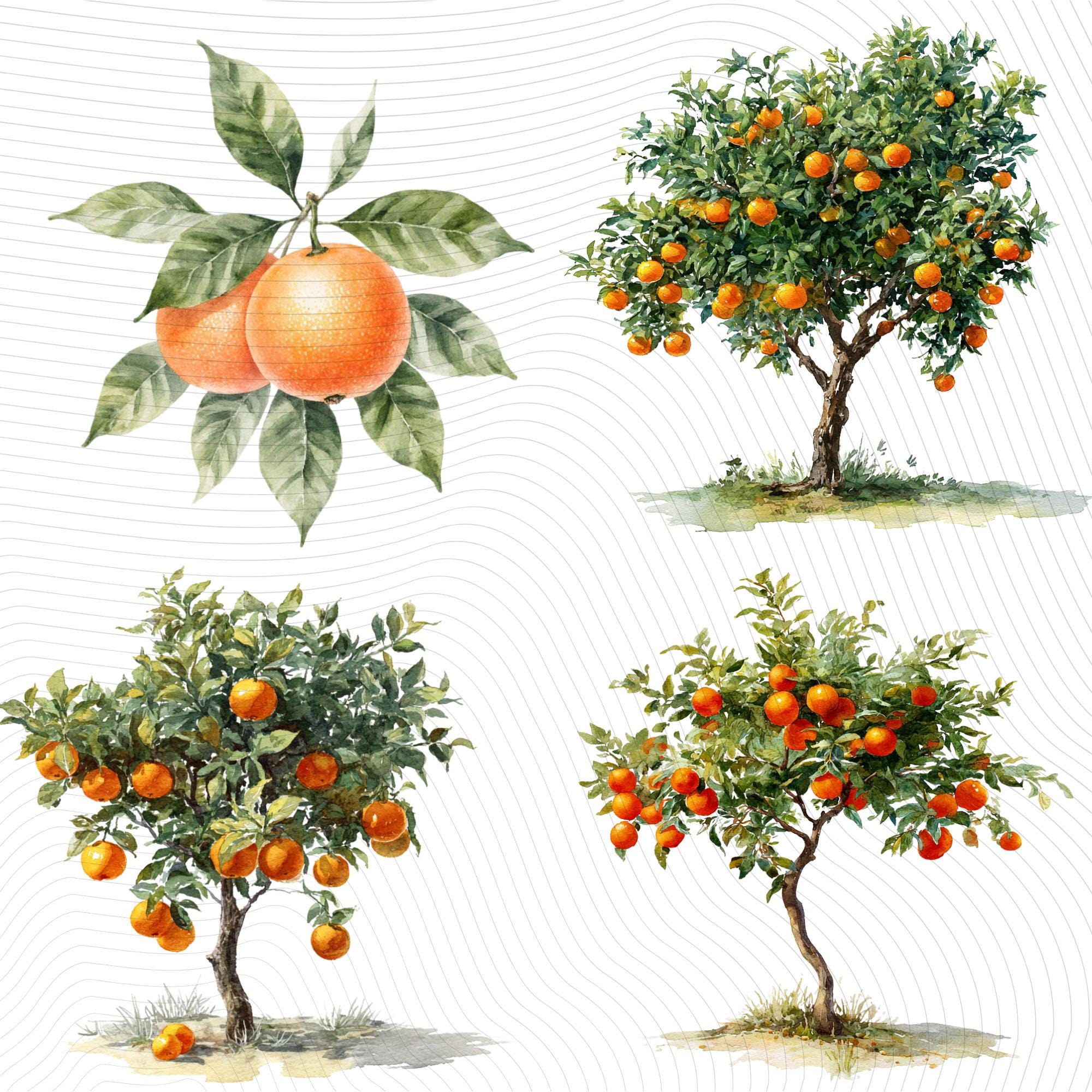 29 Orange Tree Clipart Bundle | Citrus Fruit Tree Transparent PNG