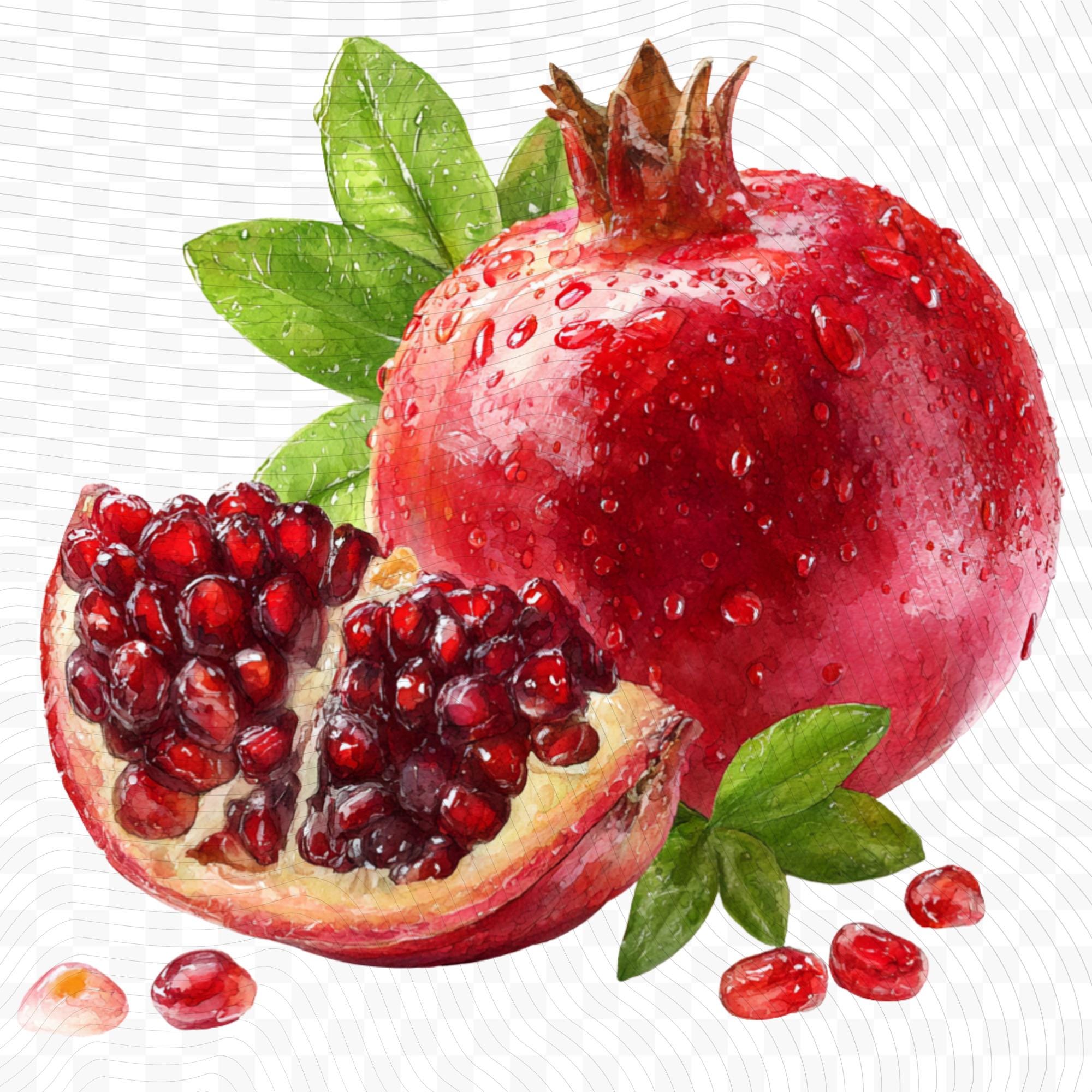 25 Pomegranate Watercolor Clipart Bundle| Realistic Botanical PNG Transparent Background