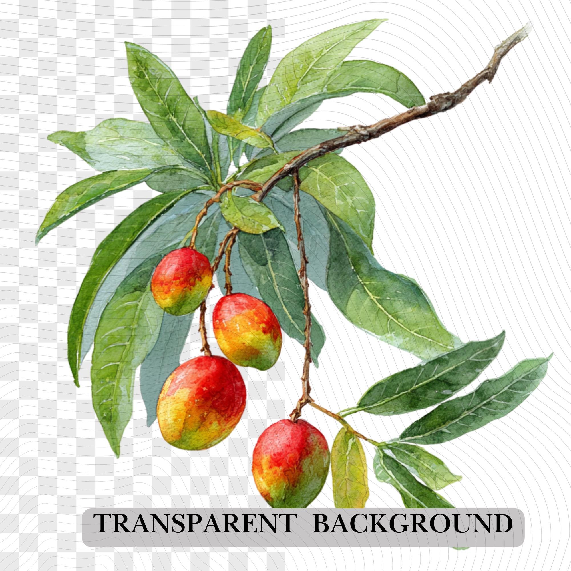 30 Mango Tree Clipart Bundle | Tropical Citrus Tree Transparent PNG