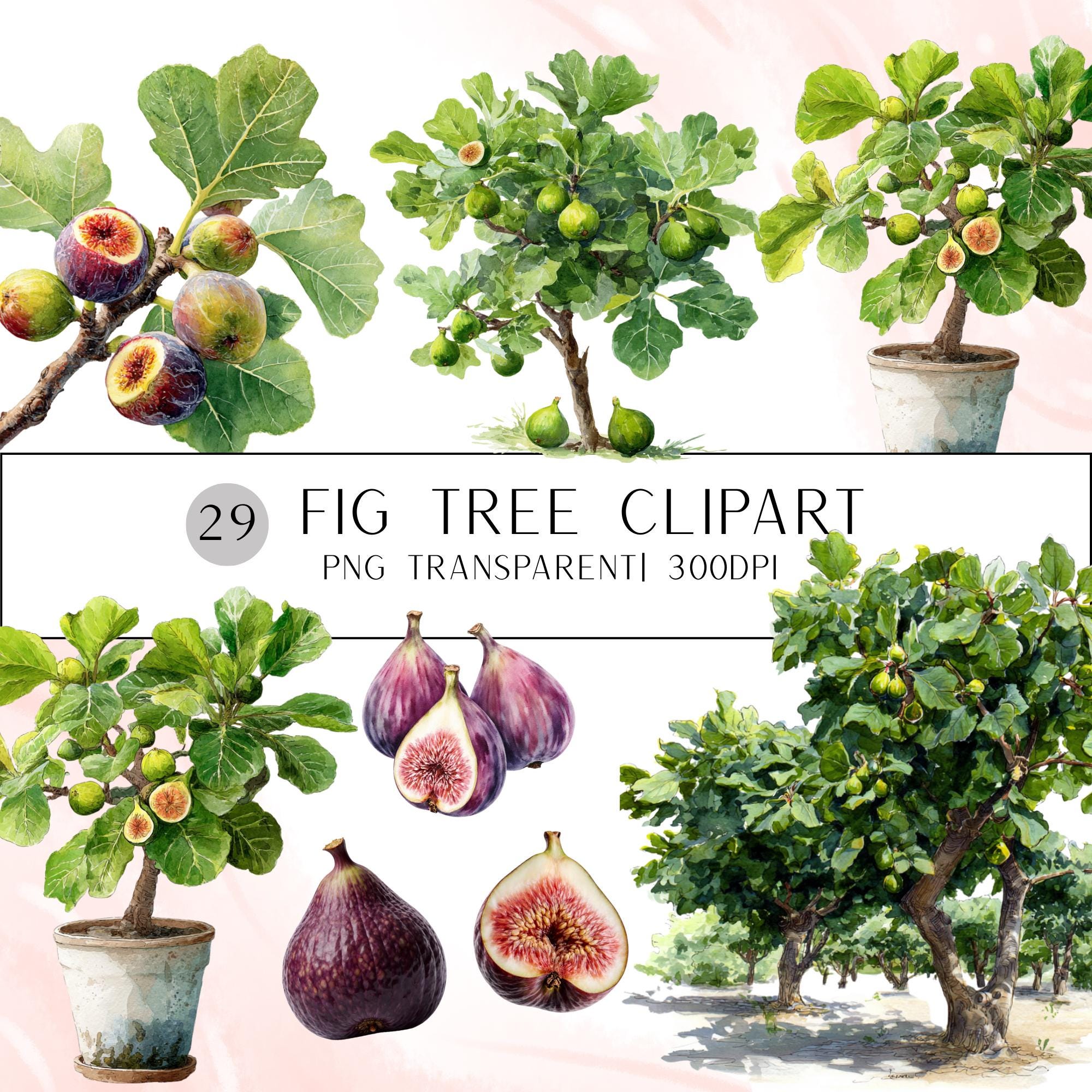 29 Watercolor Fig Tree Clipart Bundle: Fruit - Leaves, Transparent PNG (Digital Download)