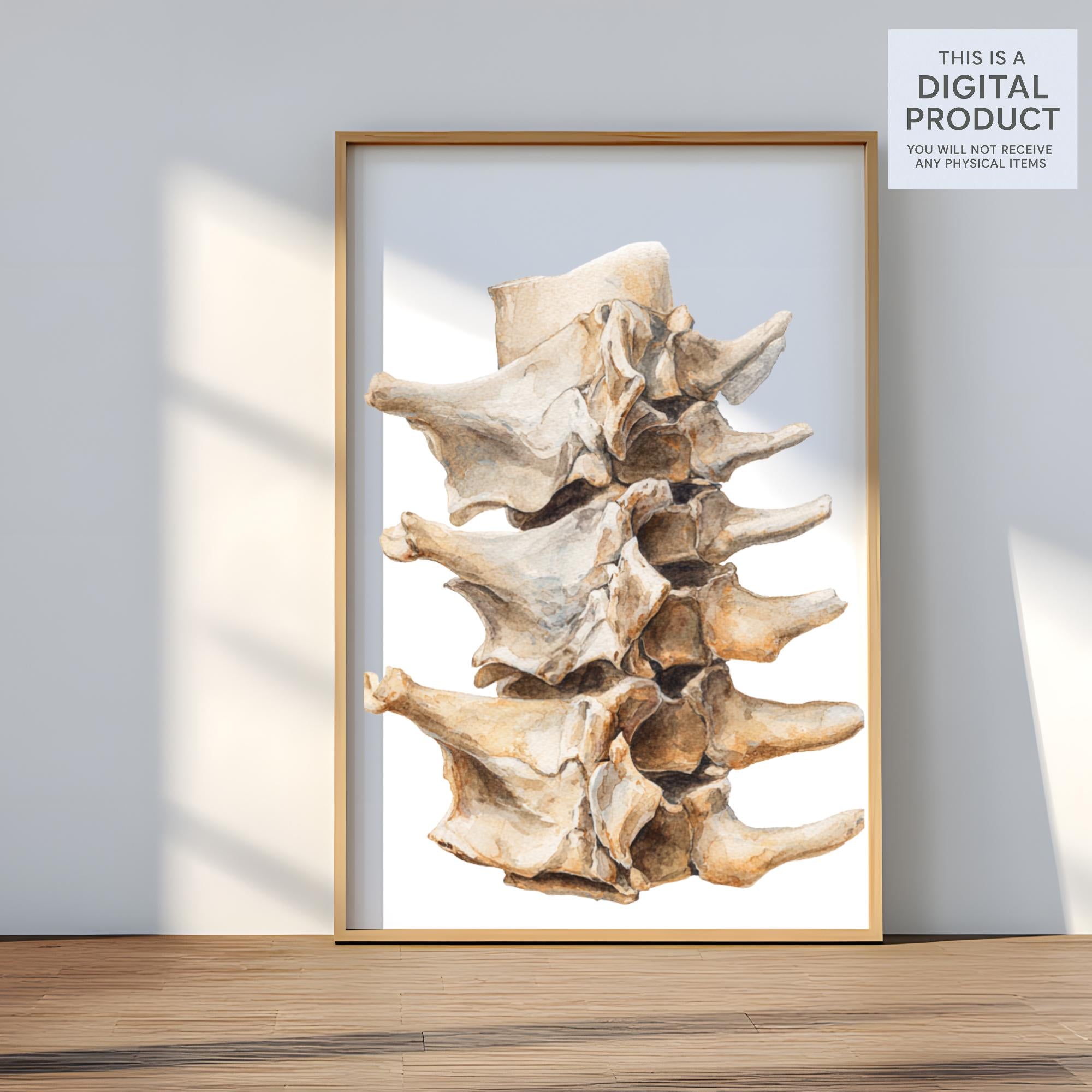 20  Human Bones Clipart| PNG Transparent Background