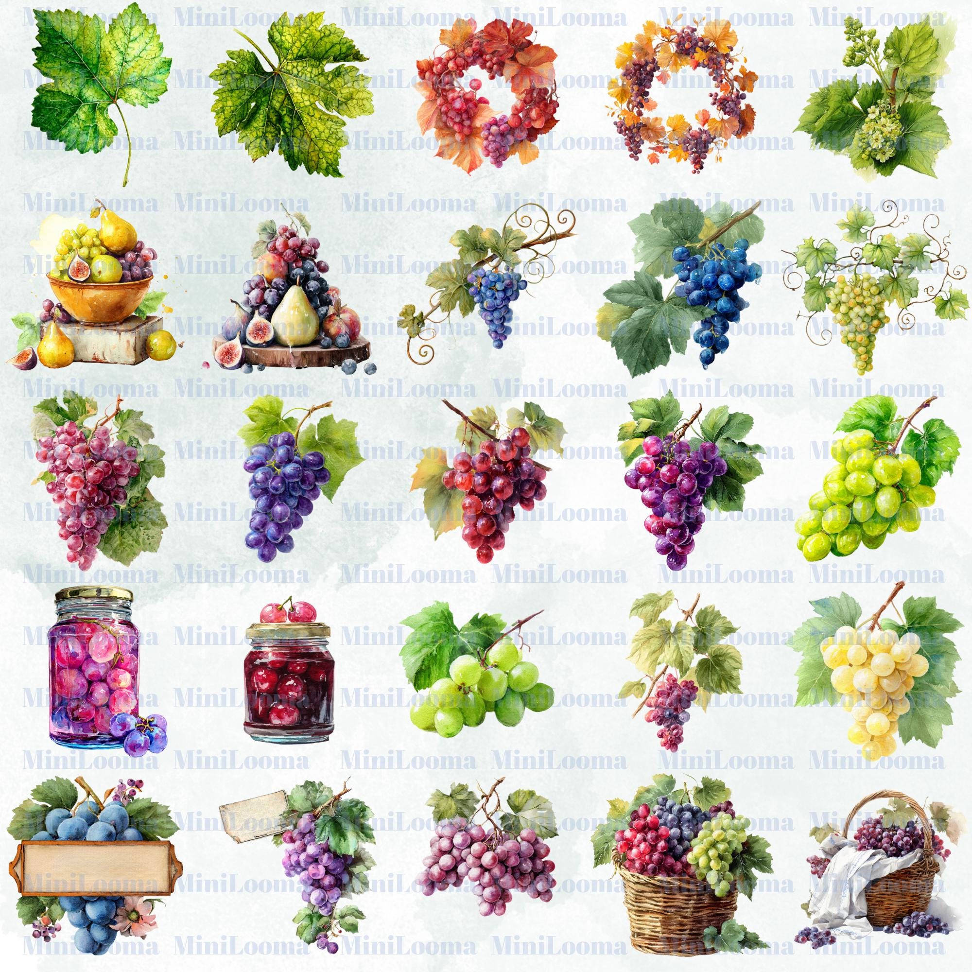 30 Watercolor Grape Clipart Bundle: Vineyard Art, Wine - Autumn Designs (Transparent PNG)