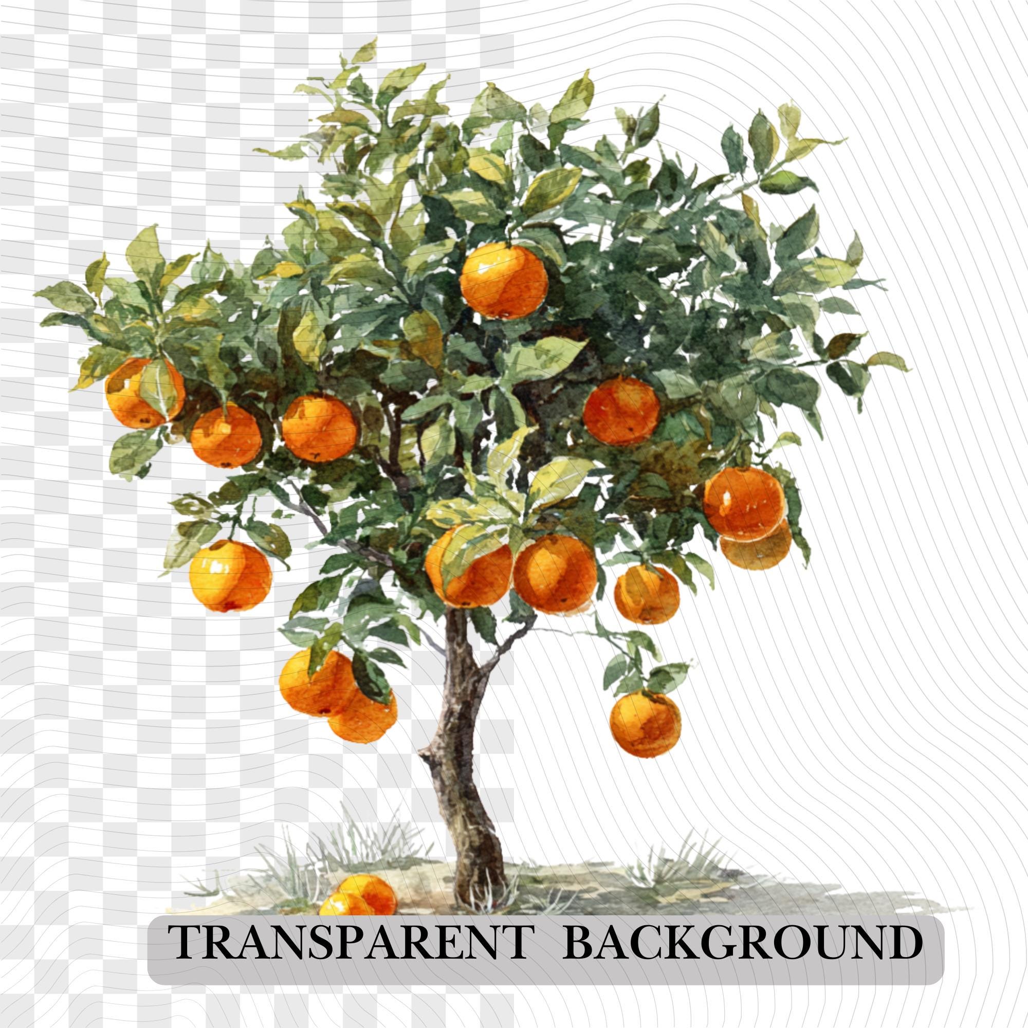 29 Orange Tree Clipart Bundle | Citrus Fruit Tree Transparent PNG