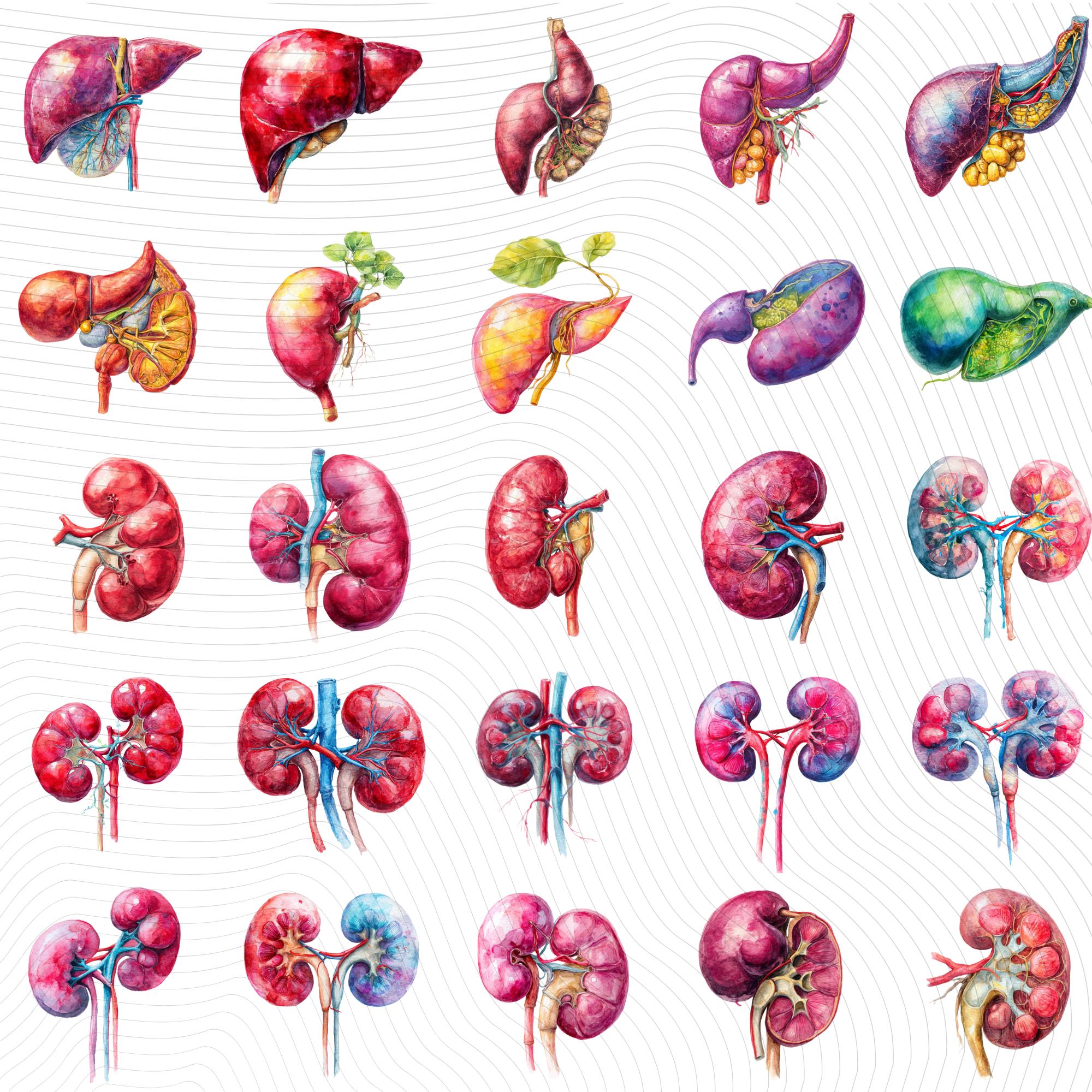 148+58 Human Organs Clipart| Anatomy Clipart PNG (Digital Download)