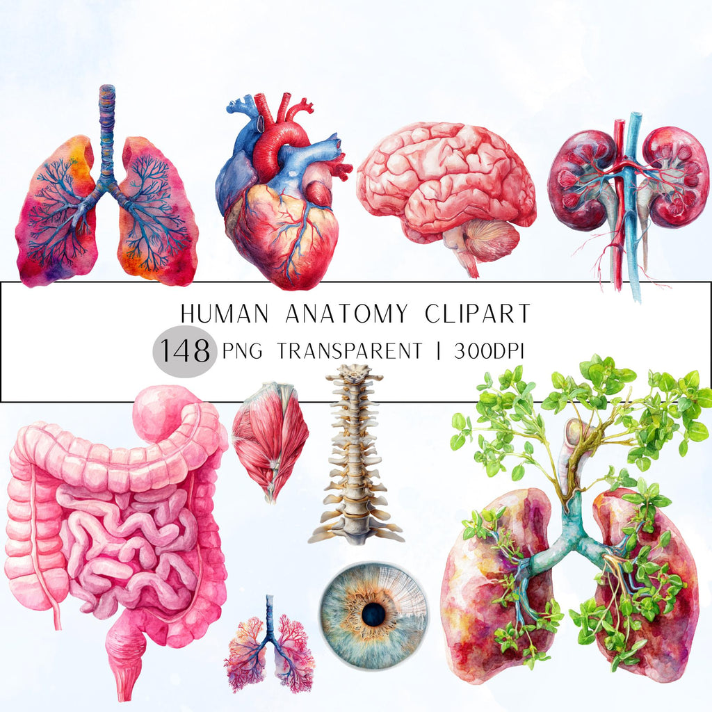 148+58 Human Organs Clipart| Anatomy Clipart PNG (Digital Download)