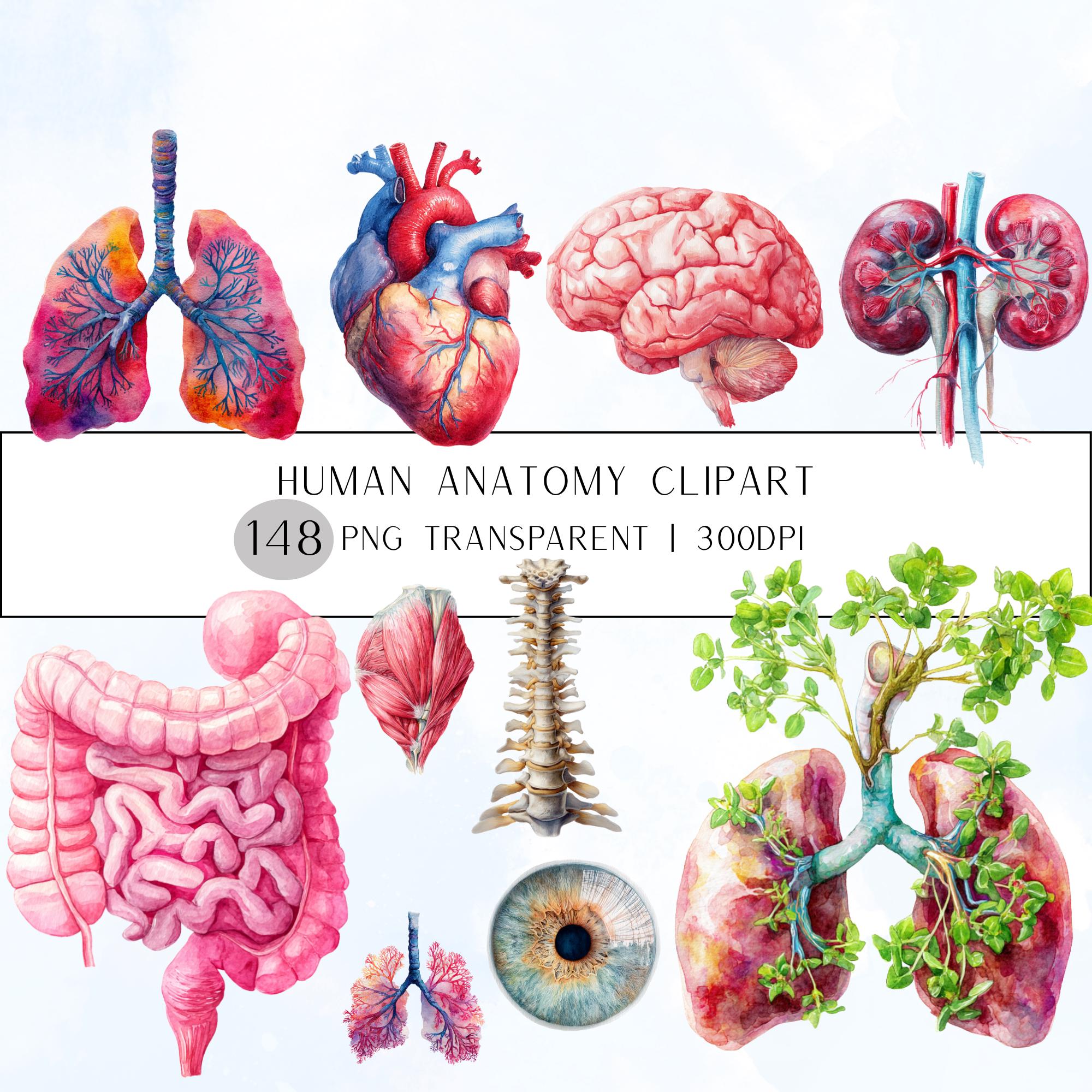 148+58 Human Organs Clipart| Anatomy Clipart PNG (Digital Download)