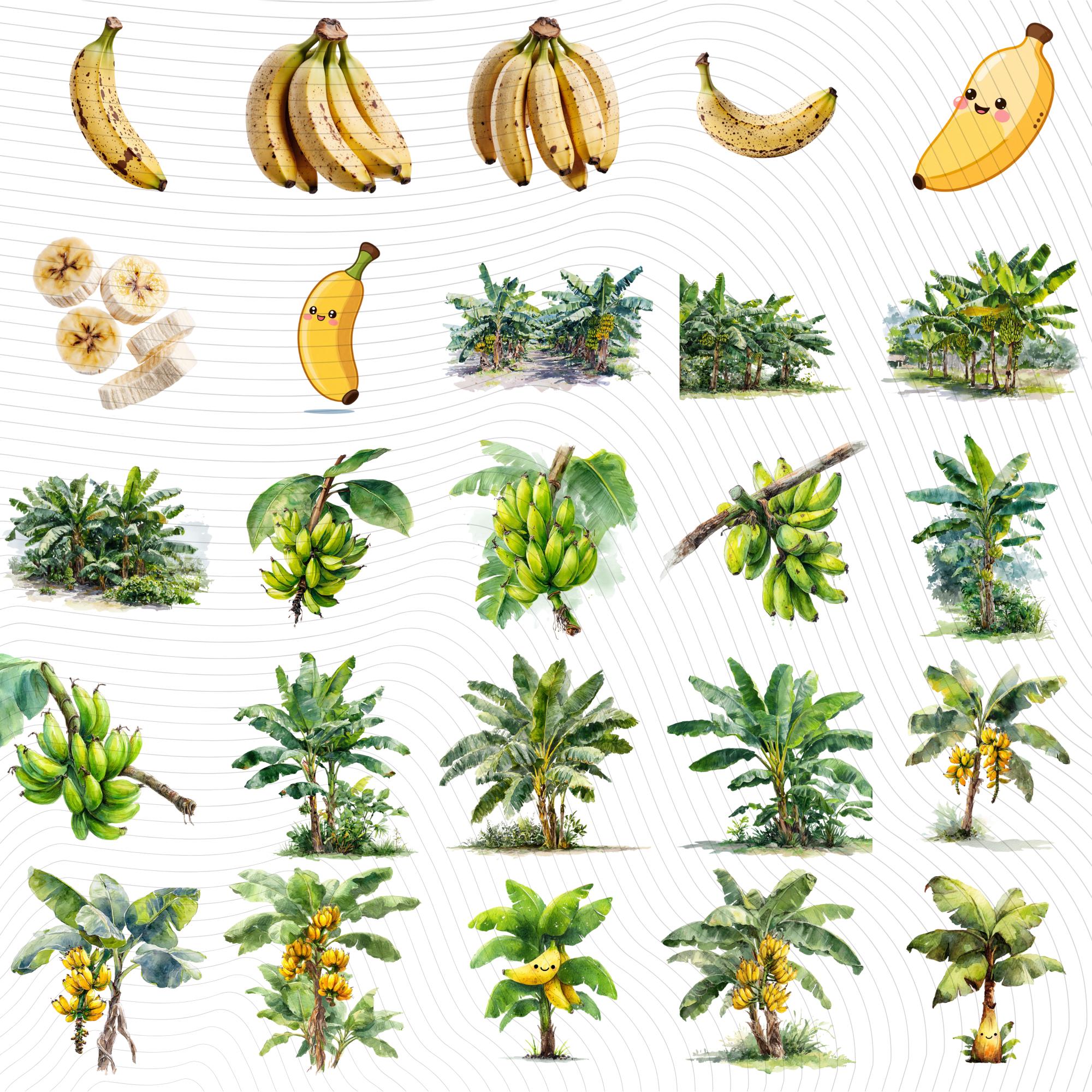 27 Banana Tree Clipart Bundle: Tropical Fruit PNG Set (Digital Download)