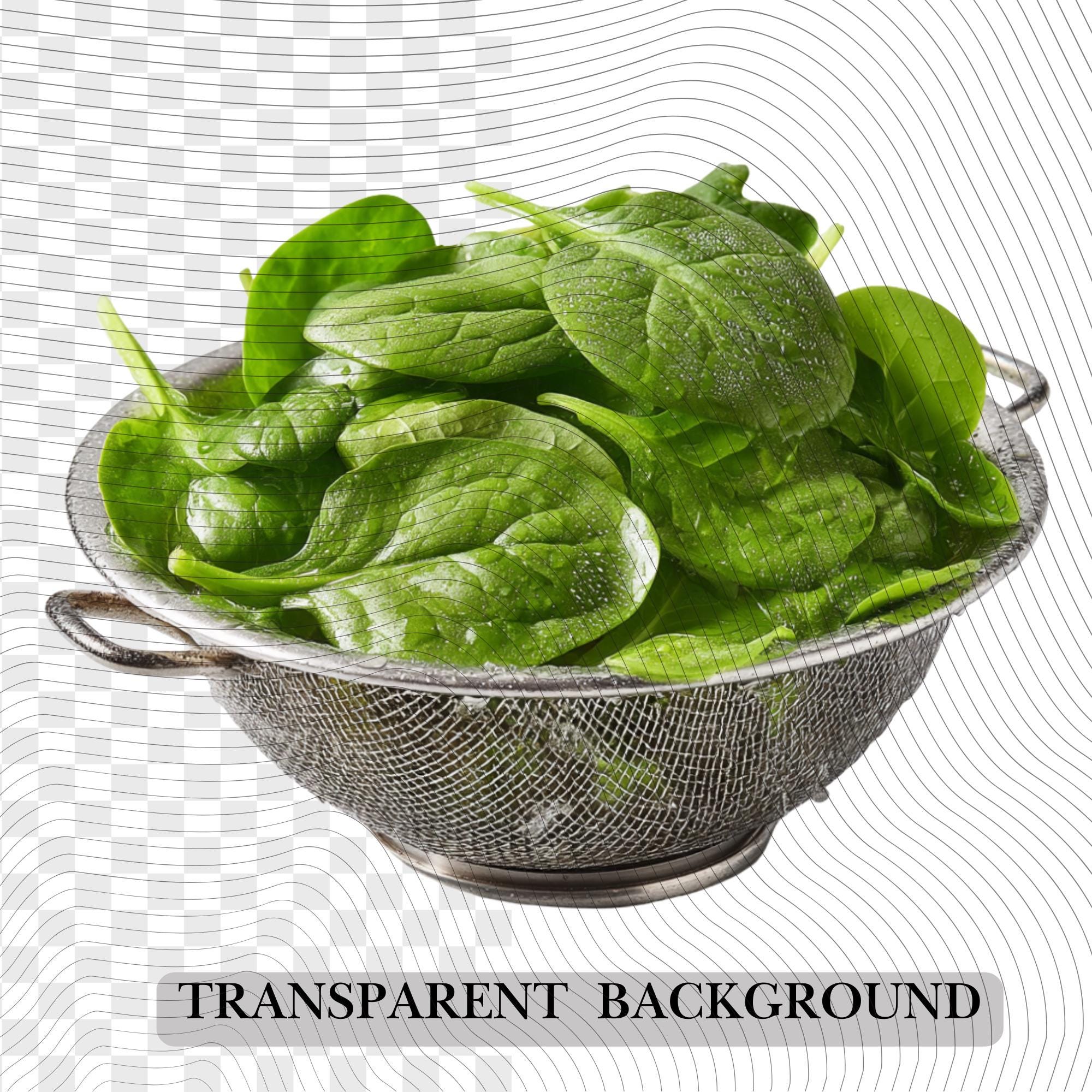 19 Realistic Spinach Clipart Bundle| PNG Transparent Background