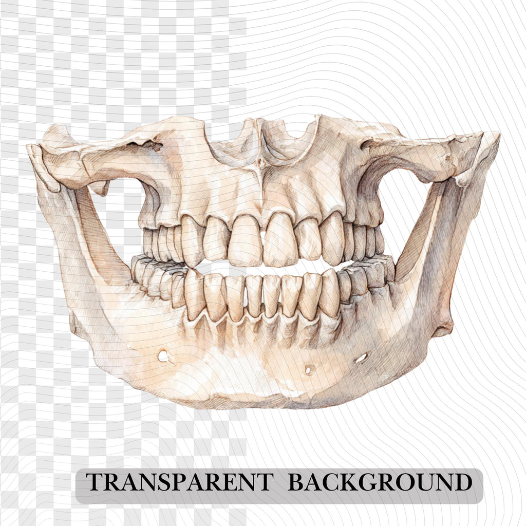 20  Human Bones Clipart| PNG Transparent Background