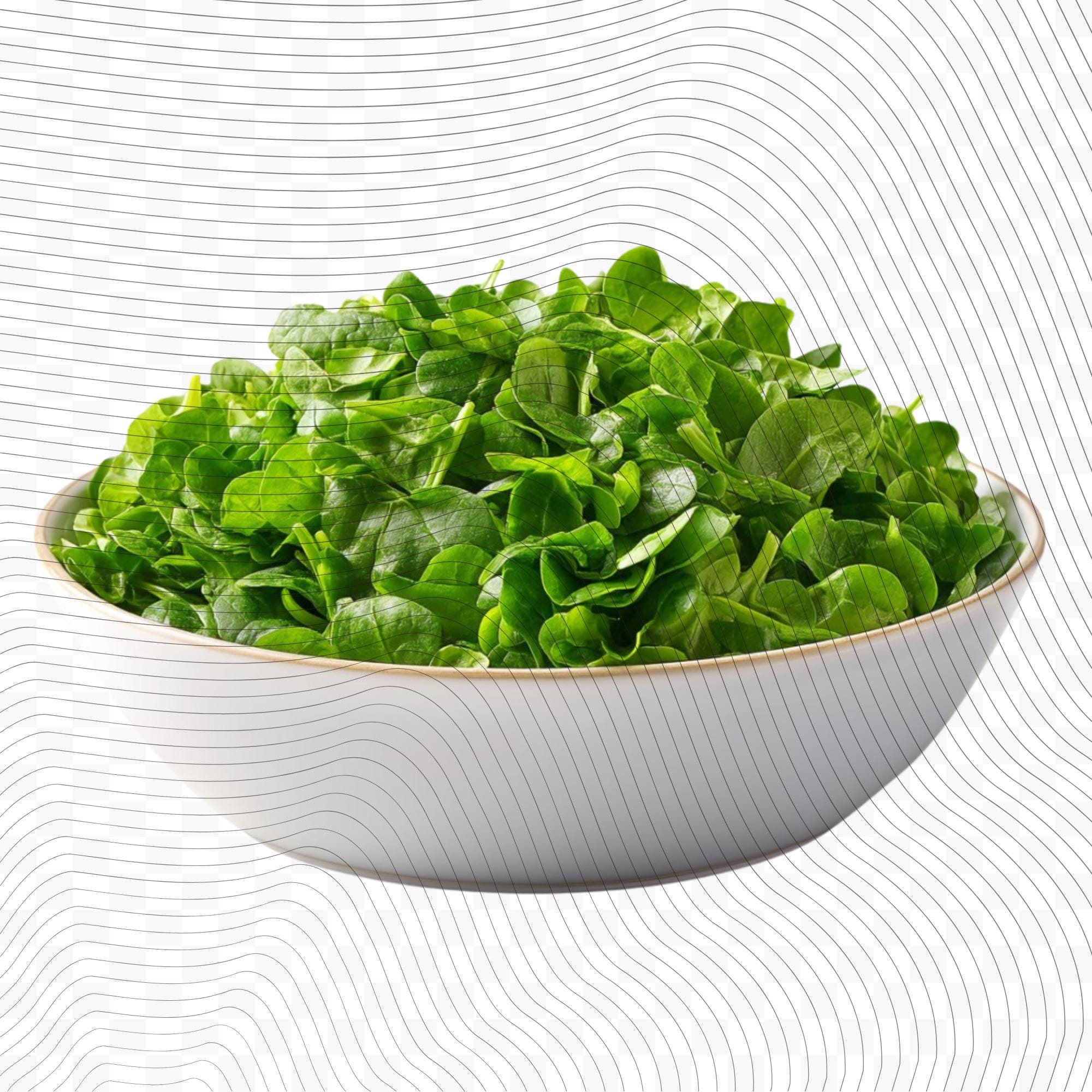 19 Realistic Spinach Clipart Bundle| PNG Transparent Background