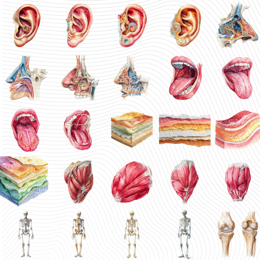 148+58 Human Organs Clipart| Anatomy Clipart PNG (Digital Download)