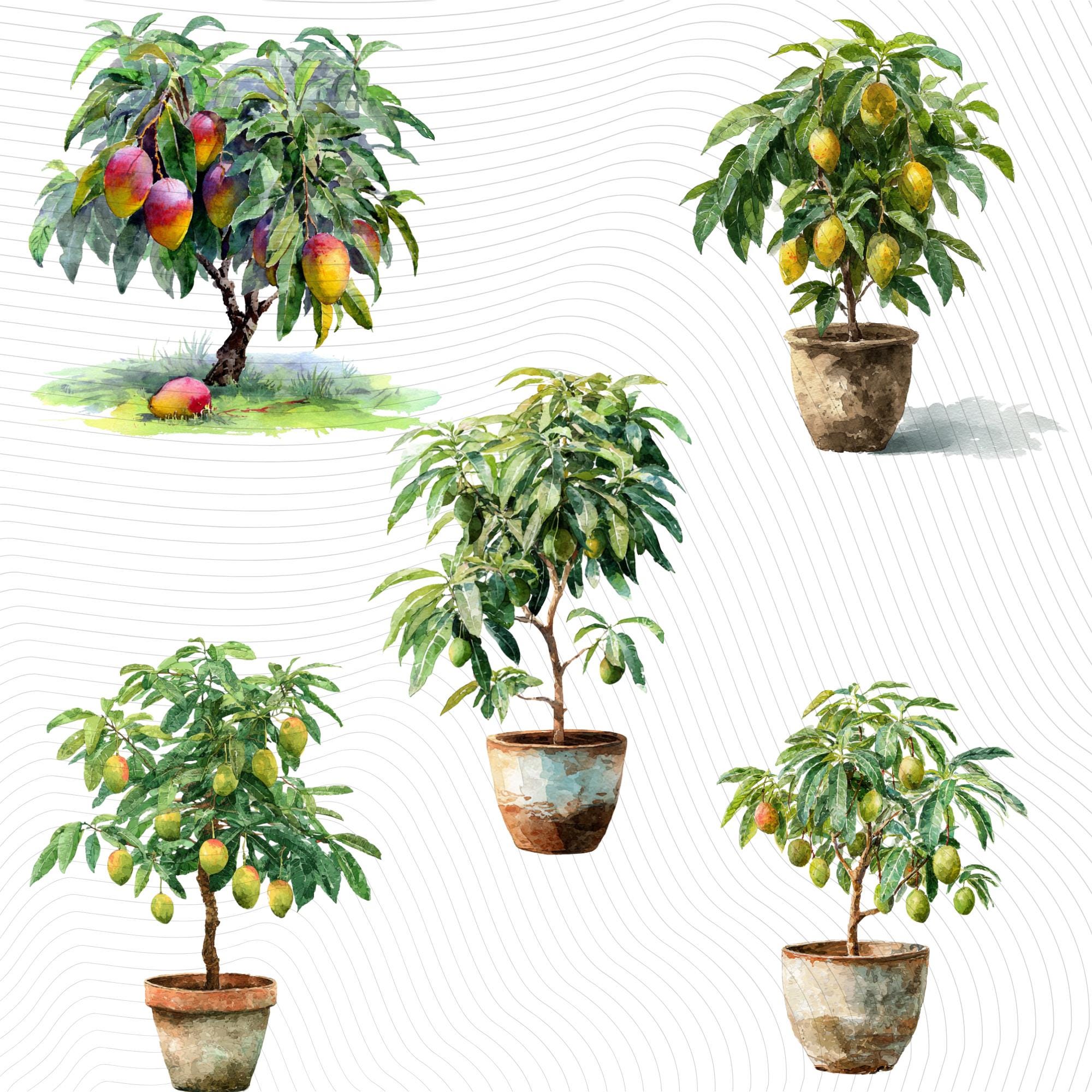 30 Mango Tree Clipart Bundle | Tropical Citrus Tree Transparent PNG