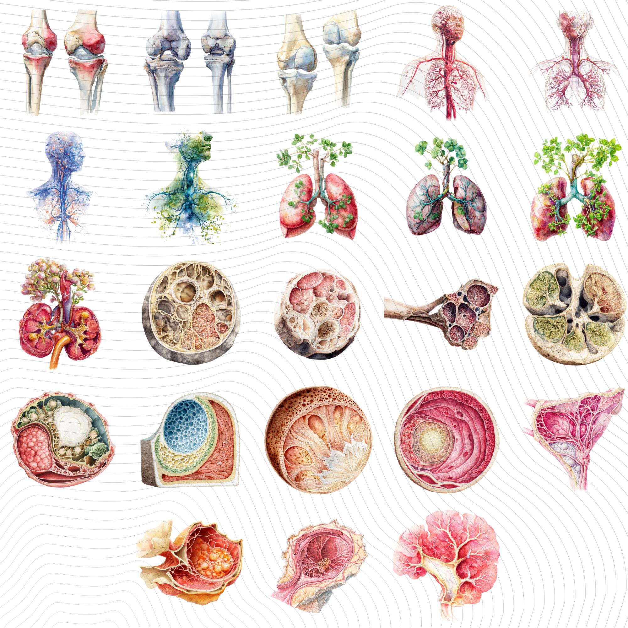 148+58 Human Organs Clipart| Anatomy Clipart PNG (Digital Download)