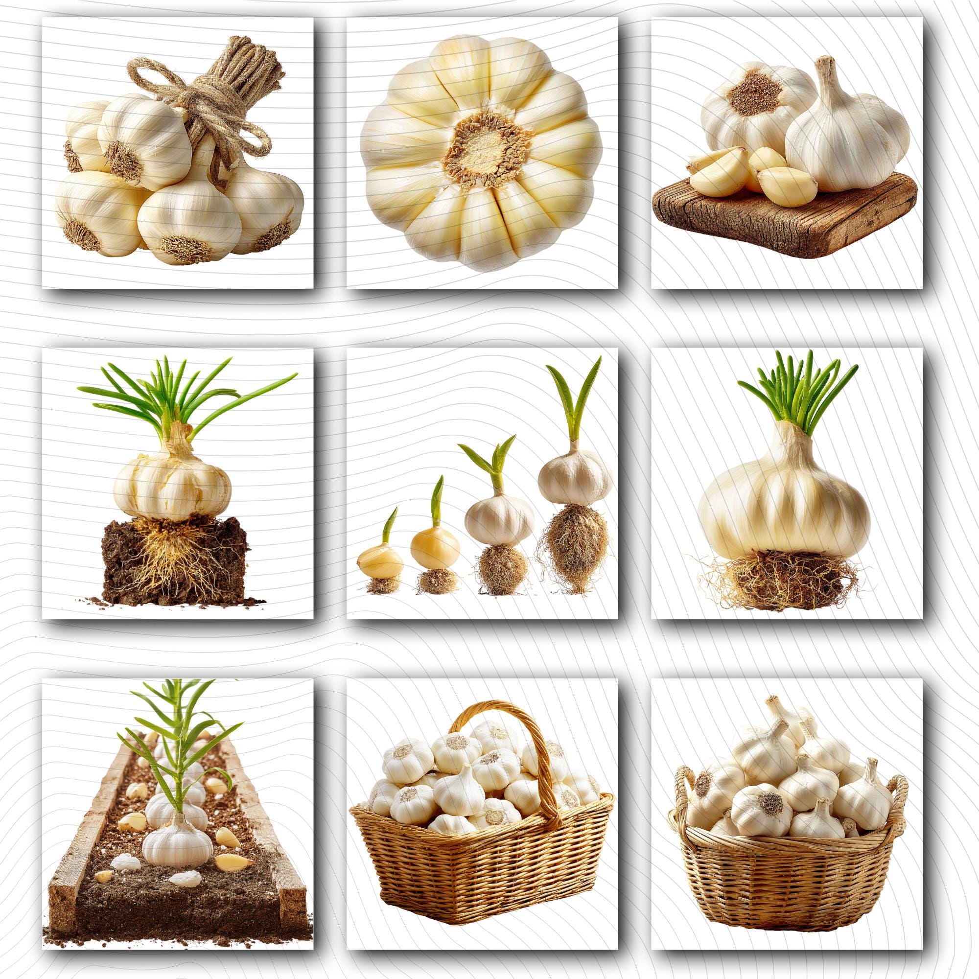 27 Realistic Garlic Bundle | PNG Transparent Background