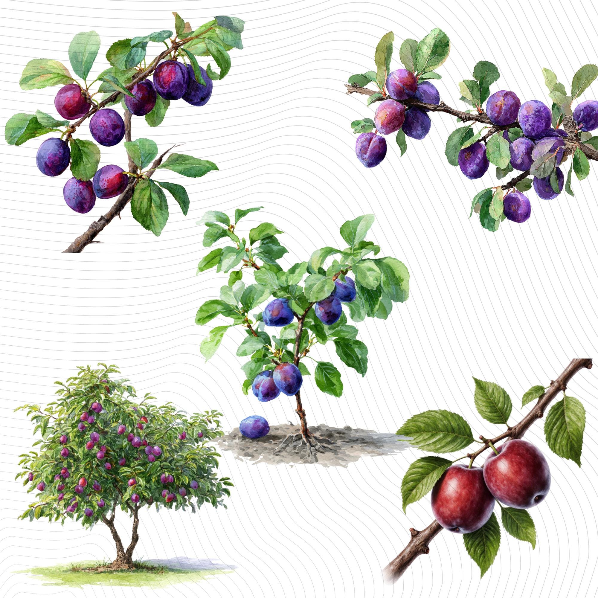 30 Watercolor Plum Clipart Bundle: Fruit Tree PNG Images (Digital Download)