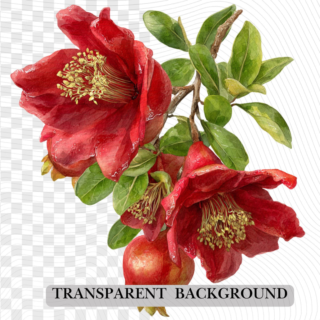 25 Pomegranate Watercolor Clipart Bundle| Realistic Botanical PNG Transparent Background