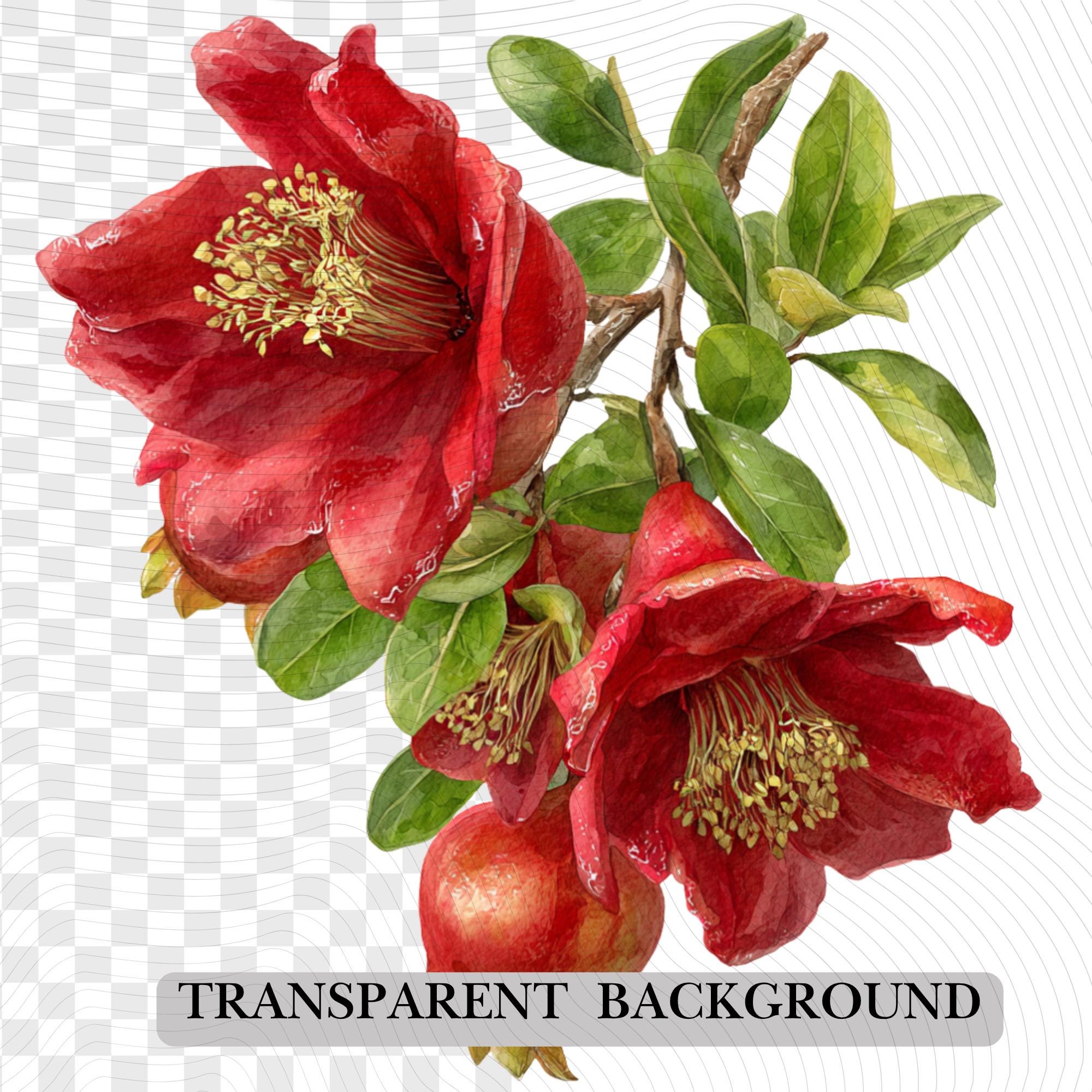 25 Pomegranate Watercolor Clipart Bundle| Realistic Botanical PNG Transparent Background