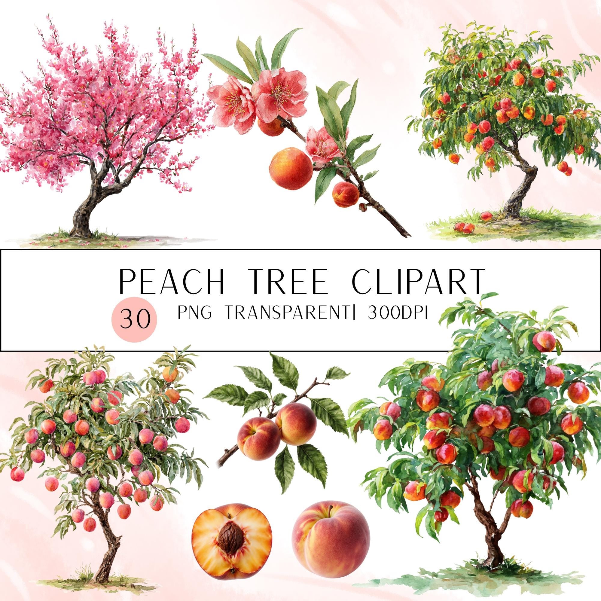 30 Watercolor Peach Tree Clipart Bundle: Transparent PNG (Digital Download)