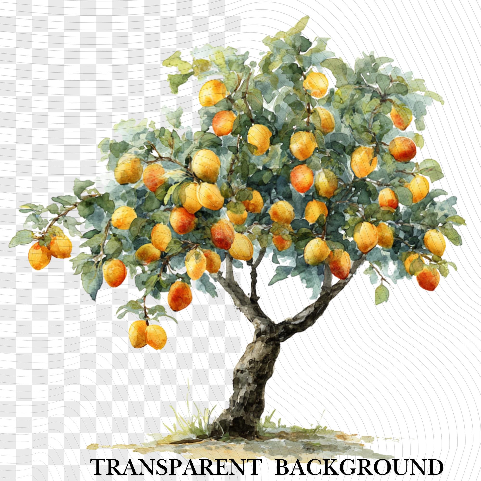 30 Apricot Tree Clipart Bundle | Watercolor, Realistic & Kawaii Peach Illustrations | Botanical Transparent PNG