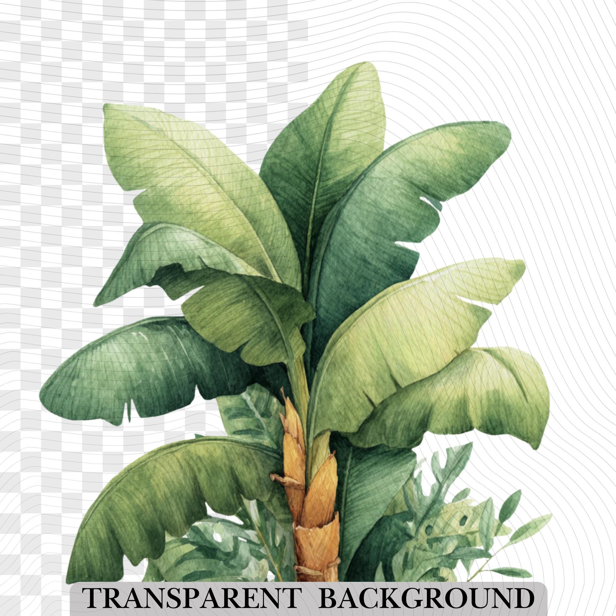 27 Banana Tree Clipart Bundle: Tropical Fruit PNG Set (Digital Download)