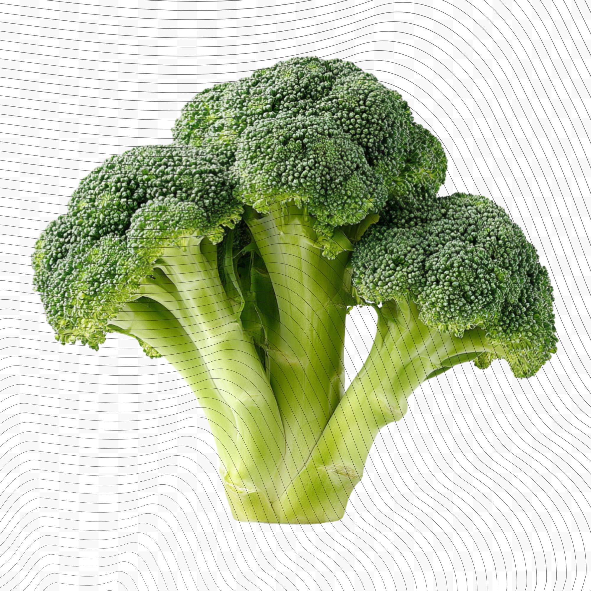 28 Realistic Broccoli Clipart Bundle| PNG Transparent Background