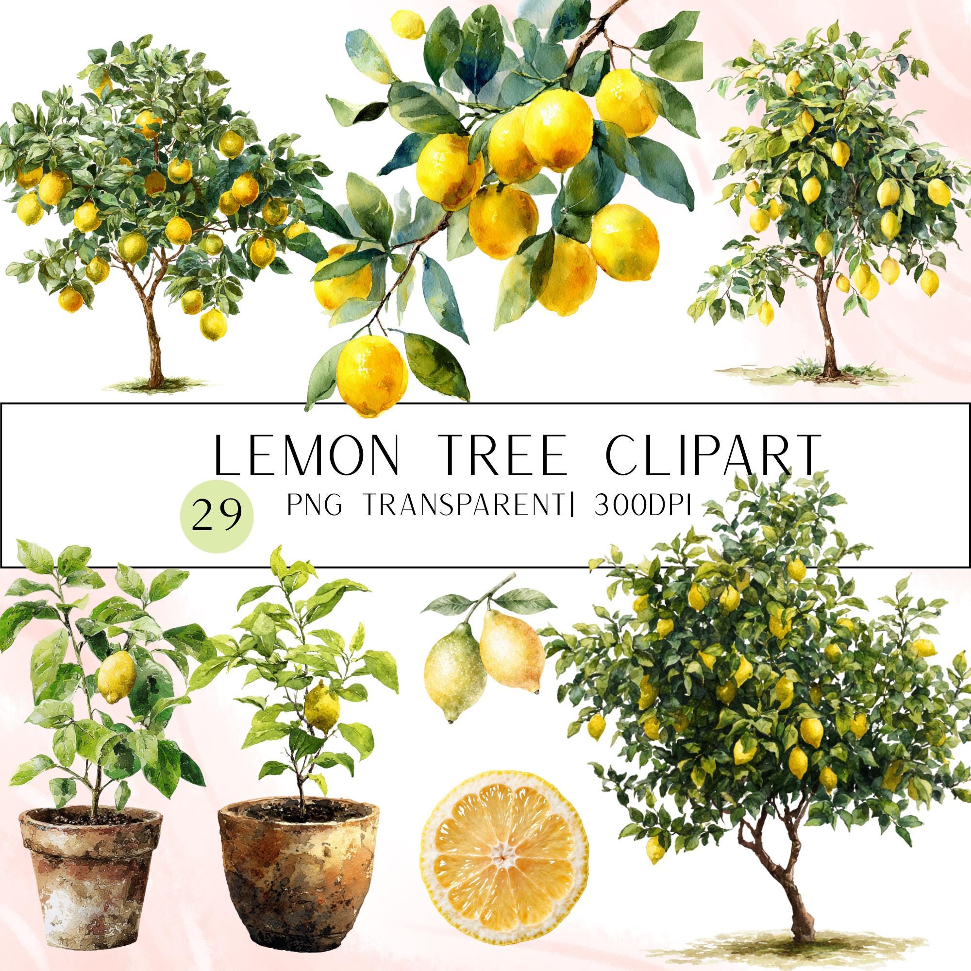 29 Lemon Tree Clipart Bundle: Citrus PNG Graphics (Digital Download)