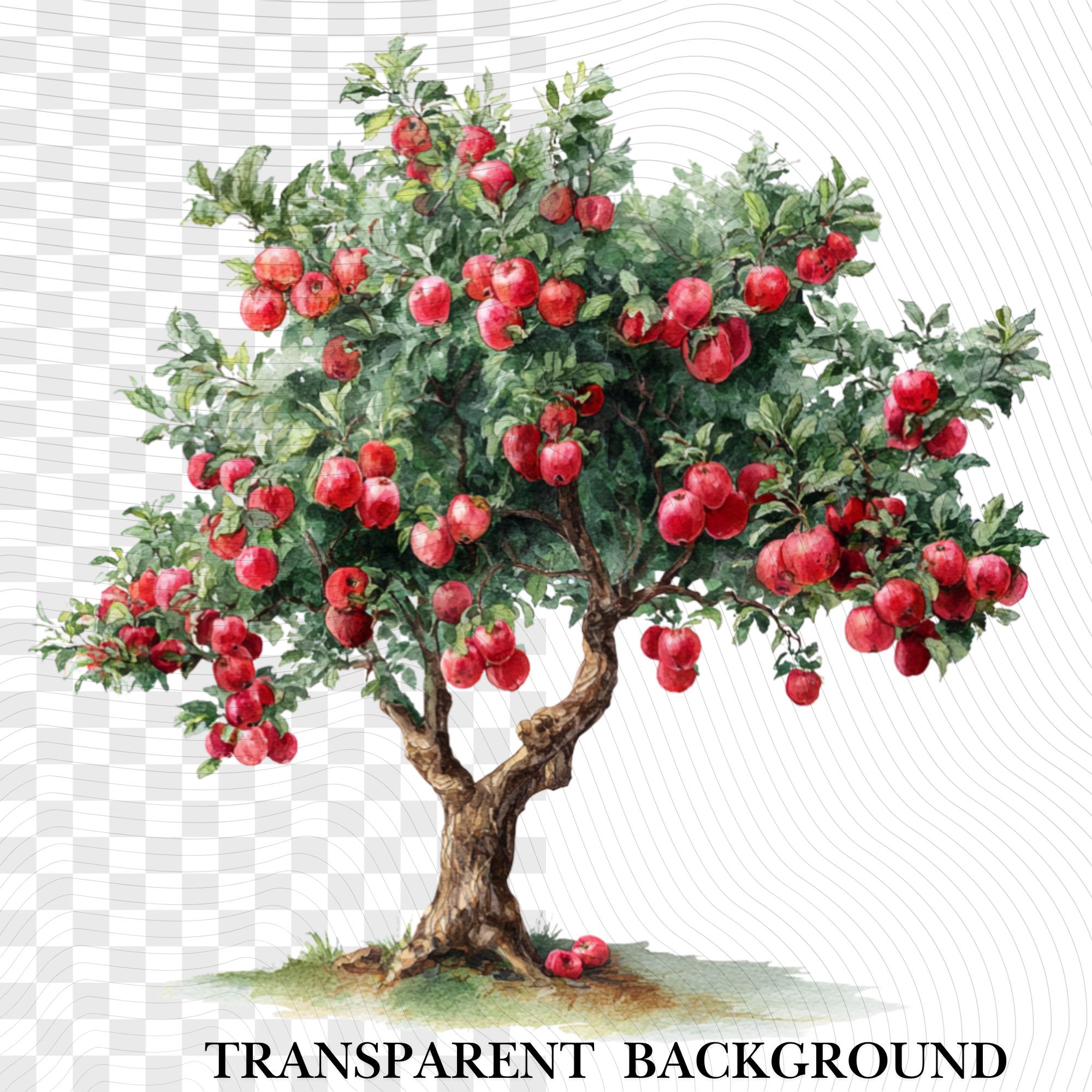 26 Apple Tree Clipart | Watercolor & Realistic Apple Illustrations| Botanical Fruit| Transparent PNG