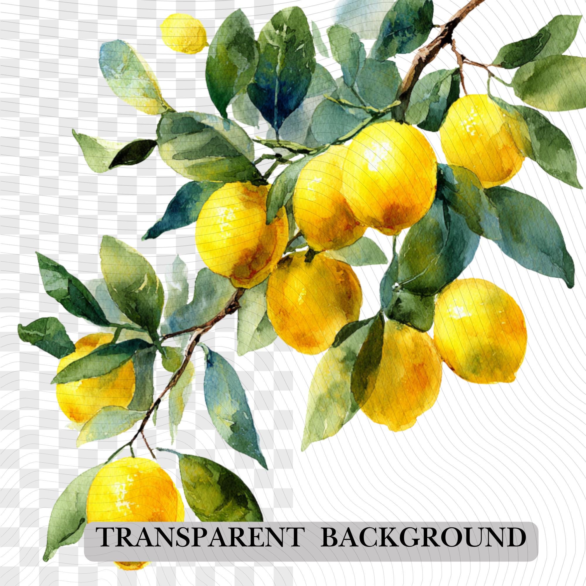 29 Lemon Tree Clipart Bundle: Citrus PNG Graphics (Digital Download)