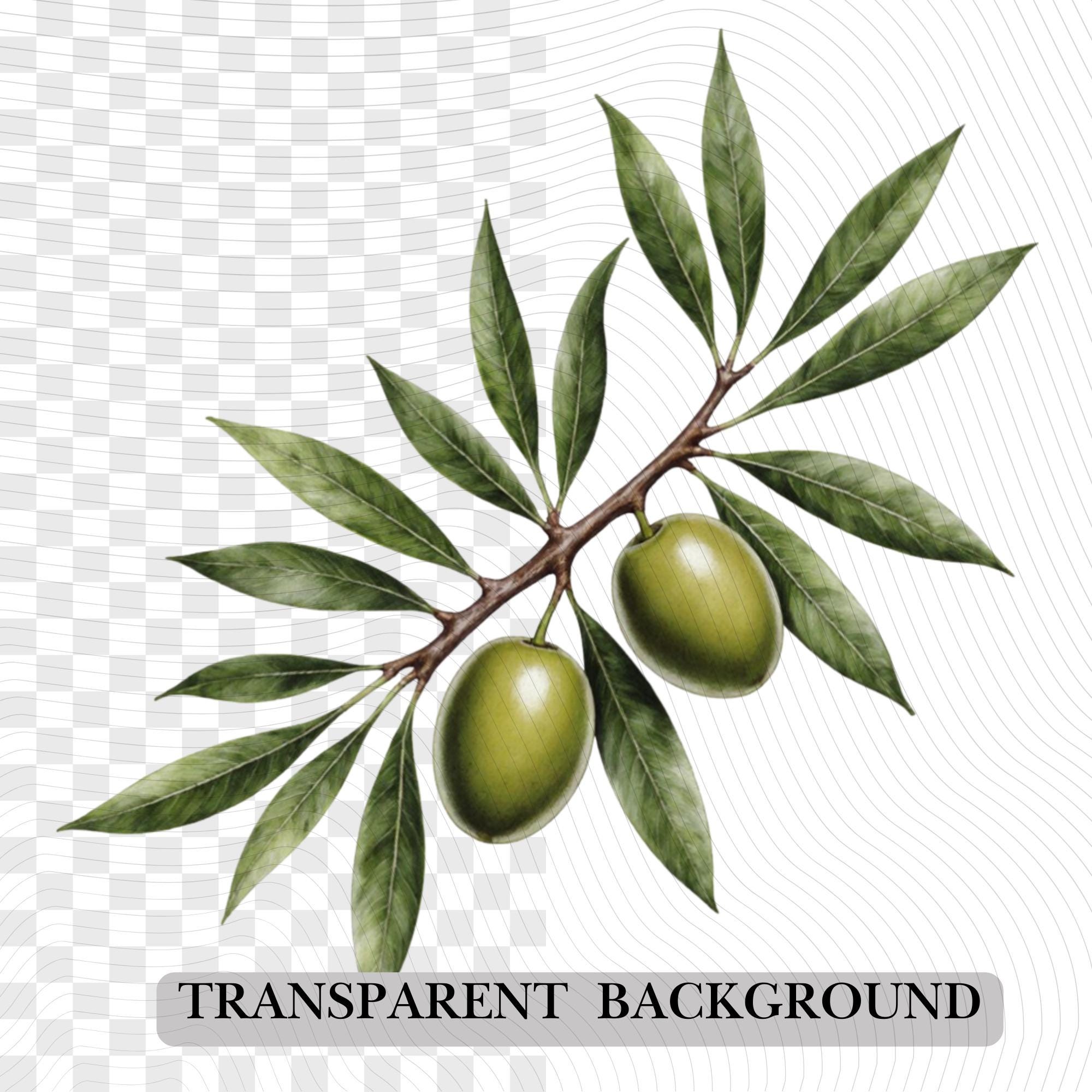 28 Olive Tree Clipart Bundle | Tropical Citrus Tree Transparent PNG