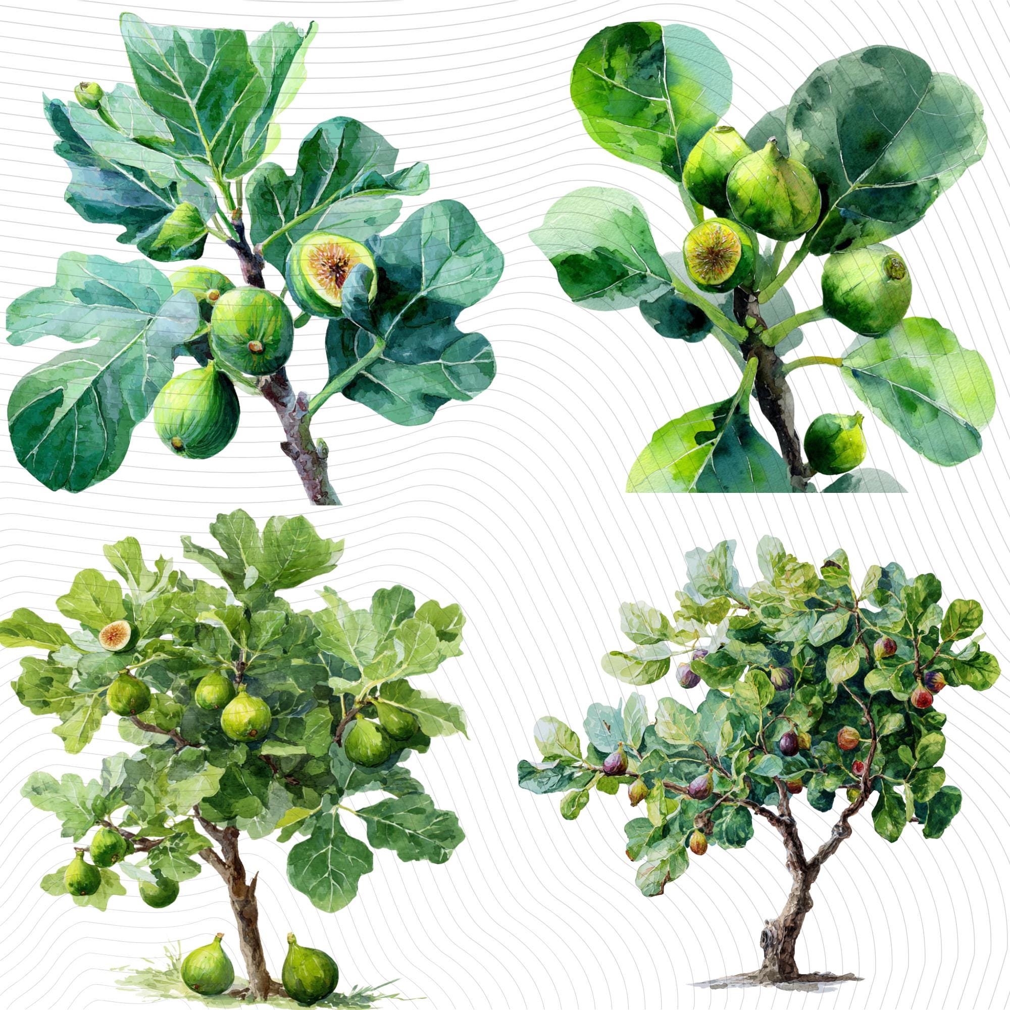 29 Watercolor Fig Tree Clipart Bundle: Fruit - Leaves, Transparent PNG (Digital Download)