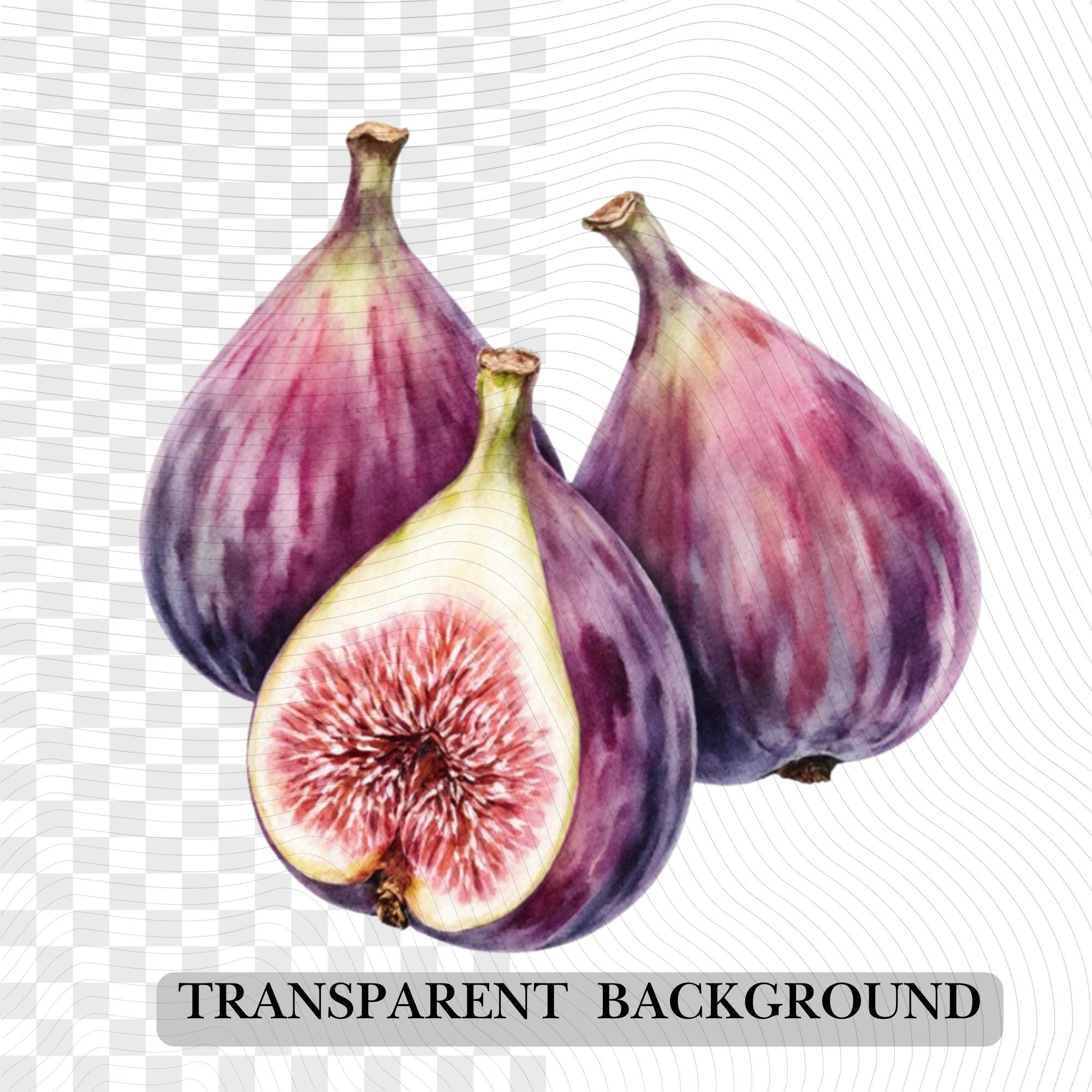 29 Watercolor Fig Tree Clipart Bundle: Fruit - Leaves, Transparent PNG (Digital Download)