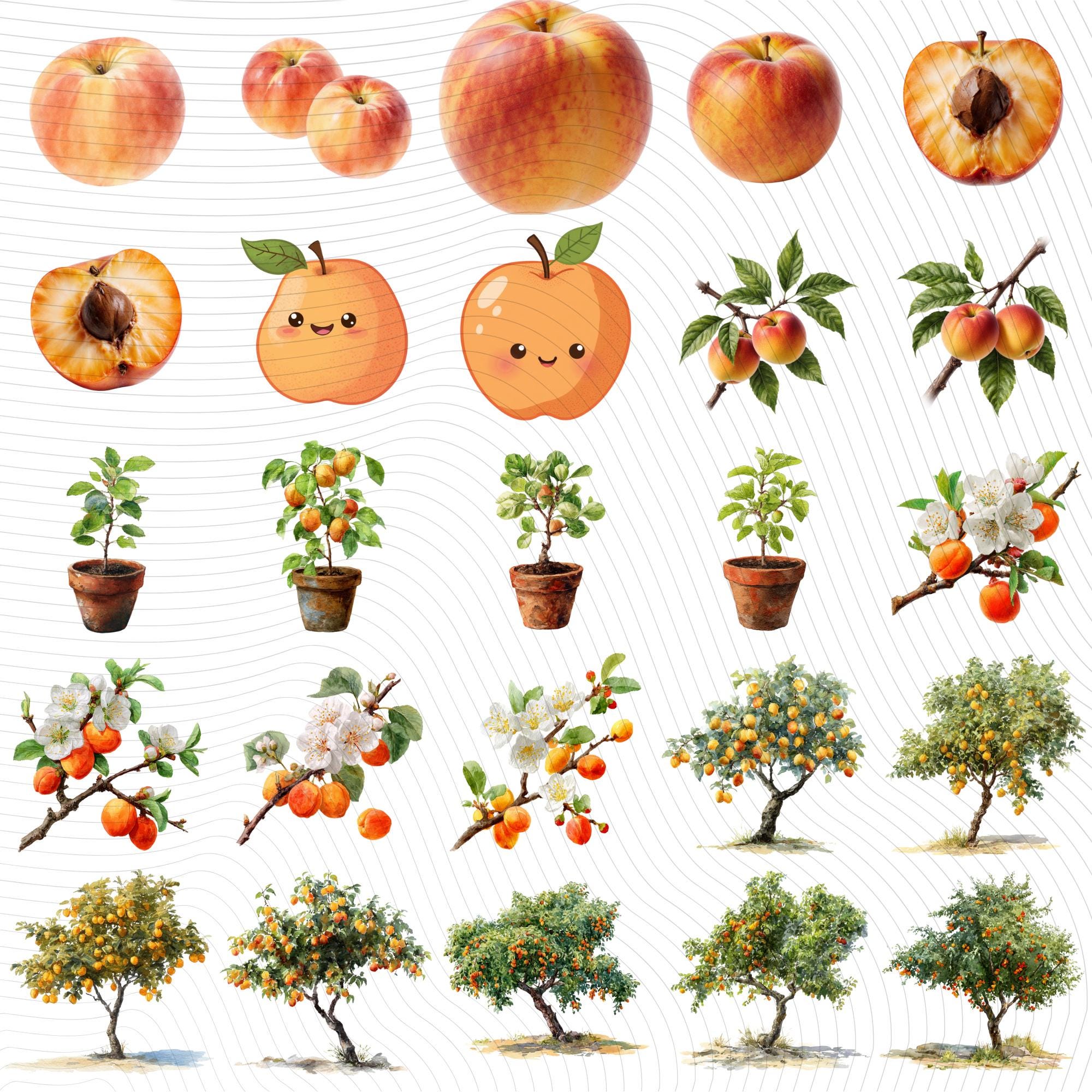 30 Apricot Tree Clipart Bundle | Watercolor, Realistic & Kawaii Peach Illustrations | Botanical Transparent PNG