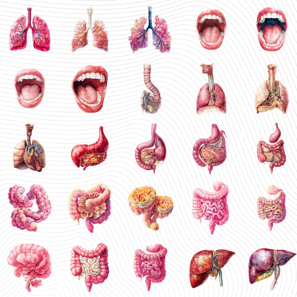 148+58 Human Organs Clipart| Anatomy Clipart PNG (Digital Download)