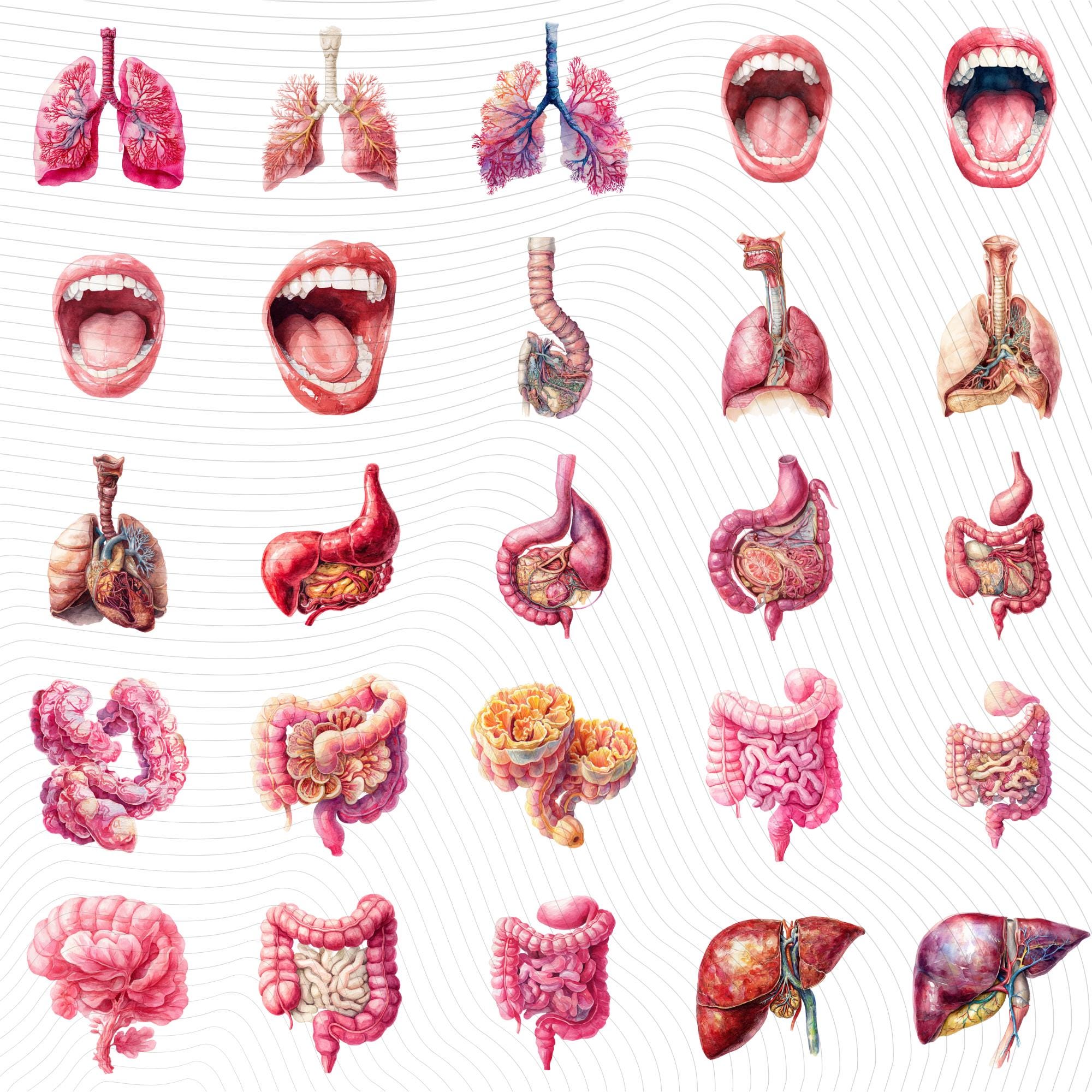 148+58 Human Organs Clipart| Anatomy Clipart PNG (Digital Download)