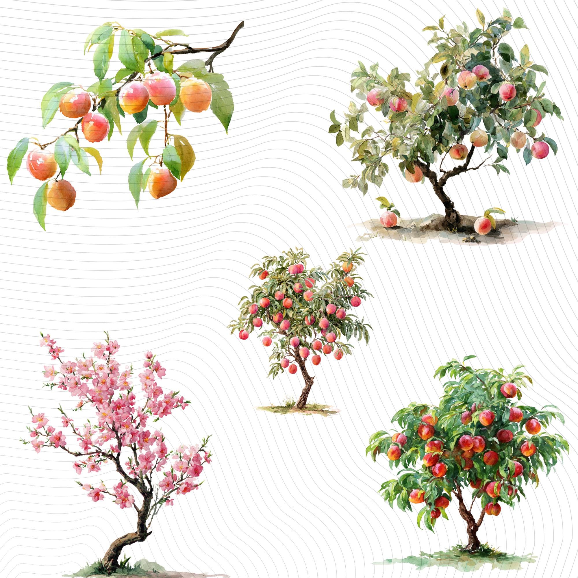 30 Watercolor Peach Tree Clipart Bundle: Transparent PNG (Digital Download)